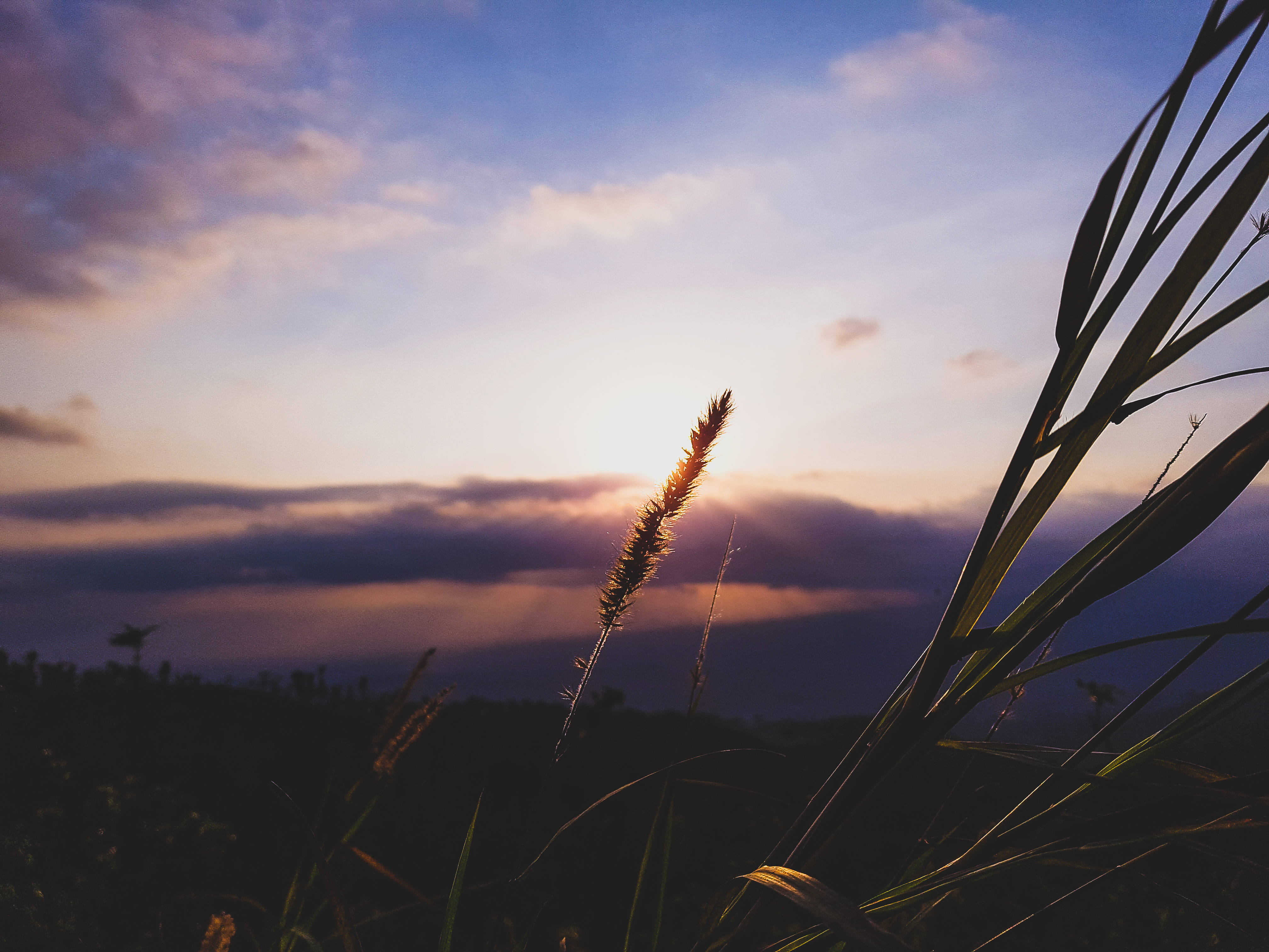 golden grass stalk, soft purple and orange sunset sky, wispy clouds, 4K Desktop Wallpaper