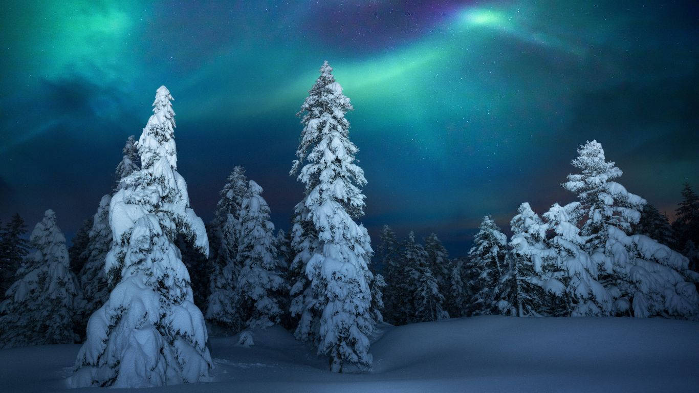 winter, snow-covered pine trees, vibrant green and purple aurora borealis, HD Desktop Wallpaper
