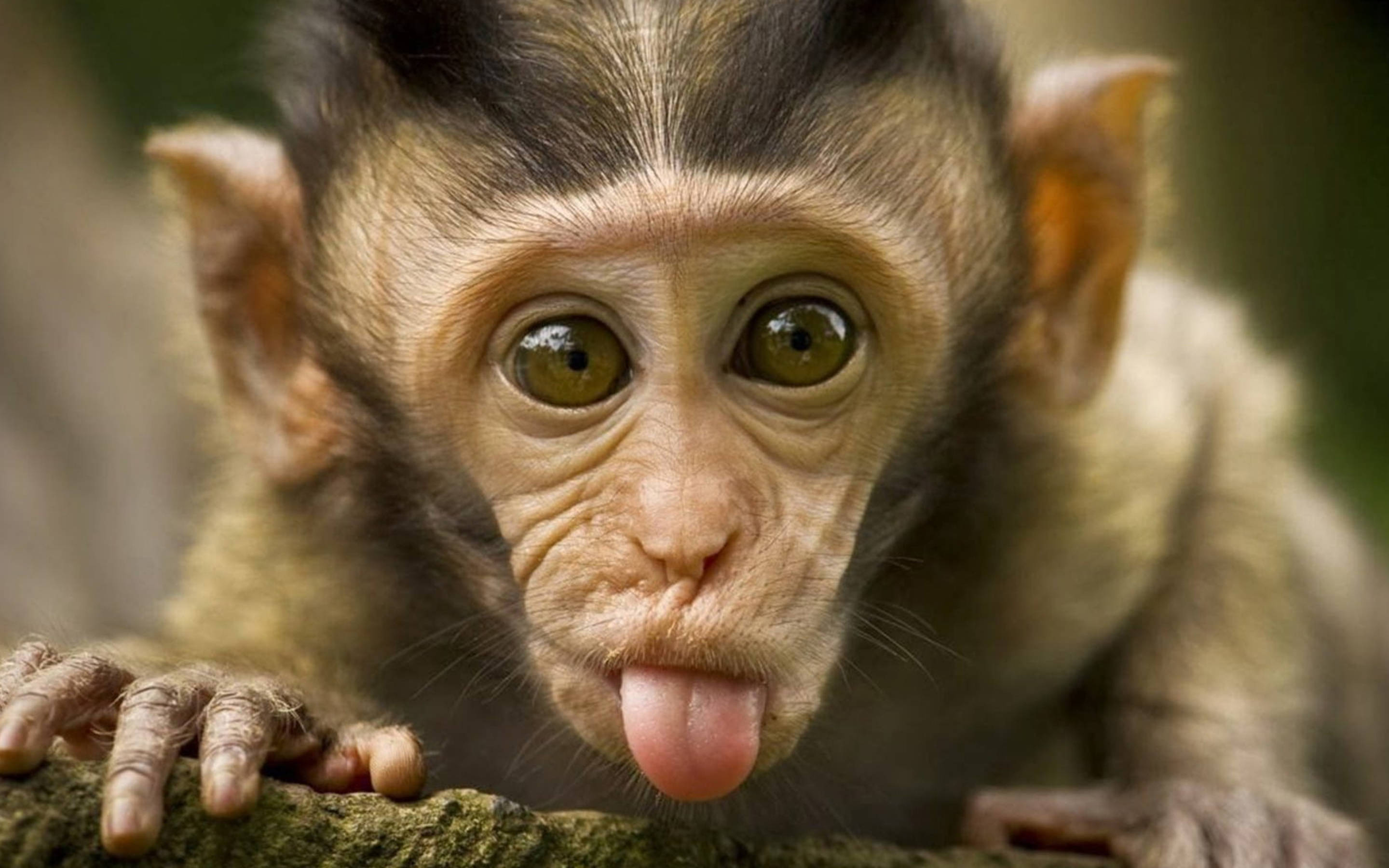baby monkey, tongue out, mossy branch, 2K Desktop Wallpaper