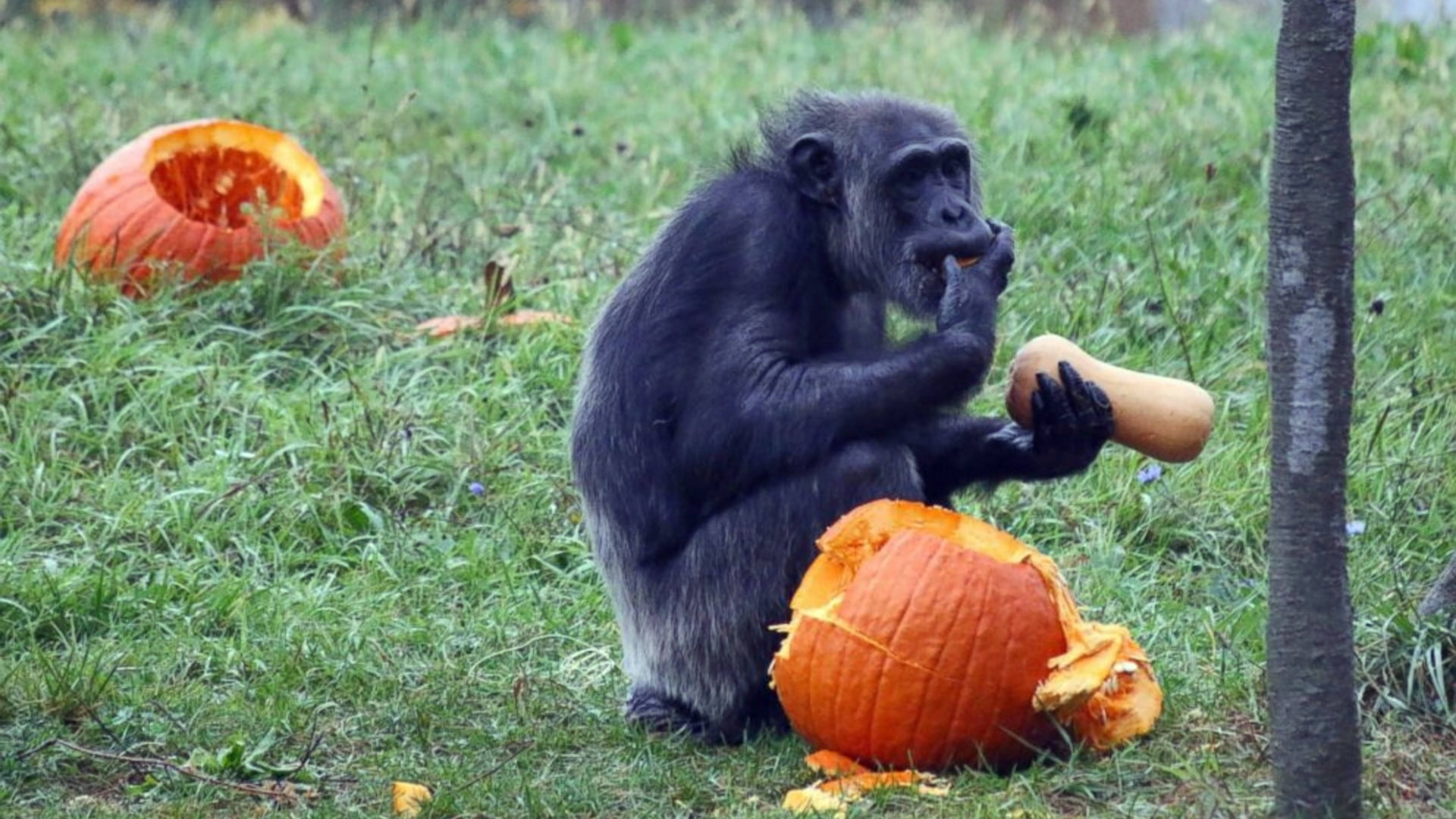 chimpanzee, pumpkins, zoo, 4K Desktop Wallpaper