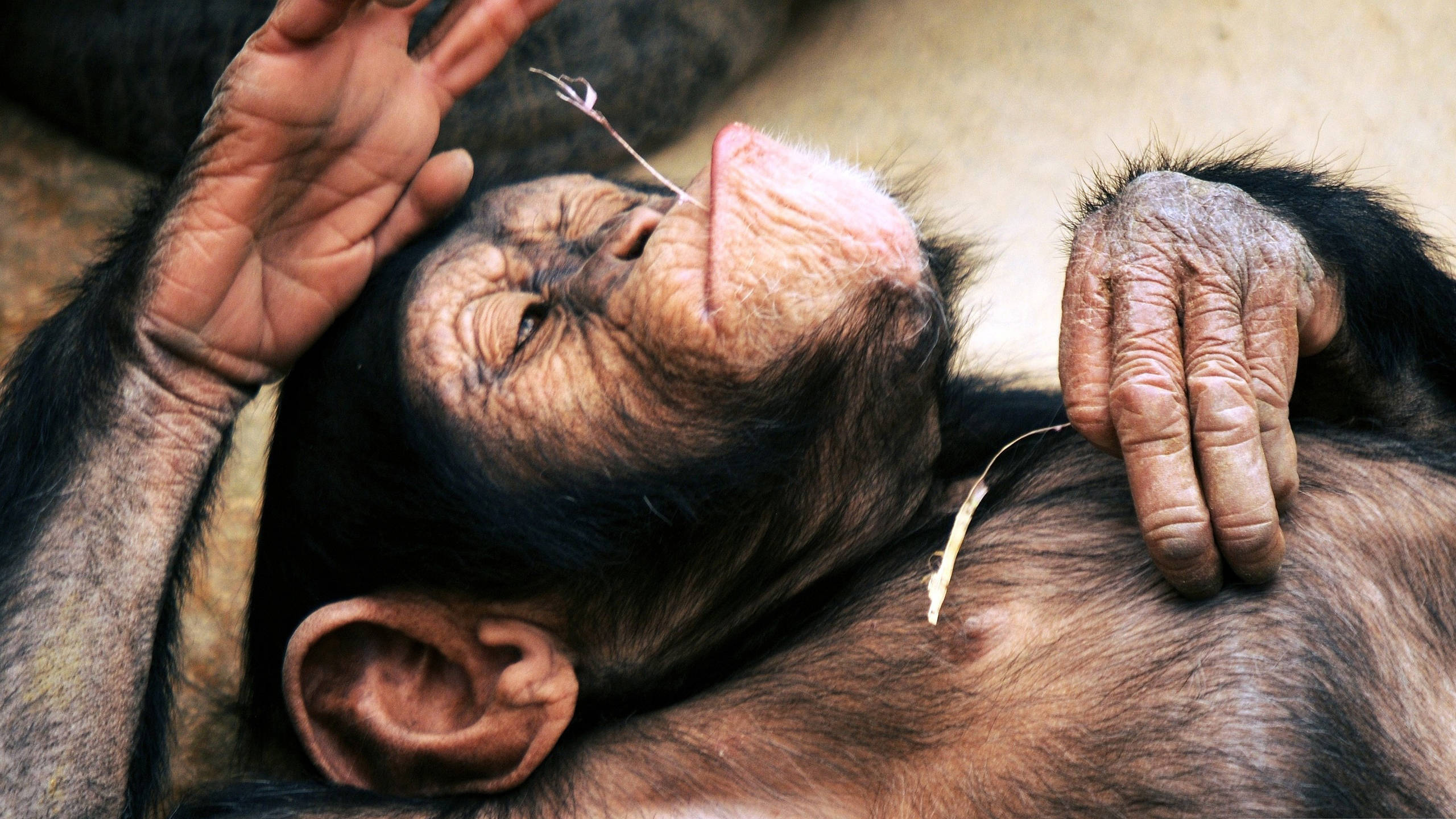 peaceful sleeping chimpanzee, chimpanzee, lying on its back, 2K Desktop Wallpaper
