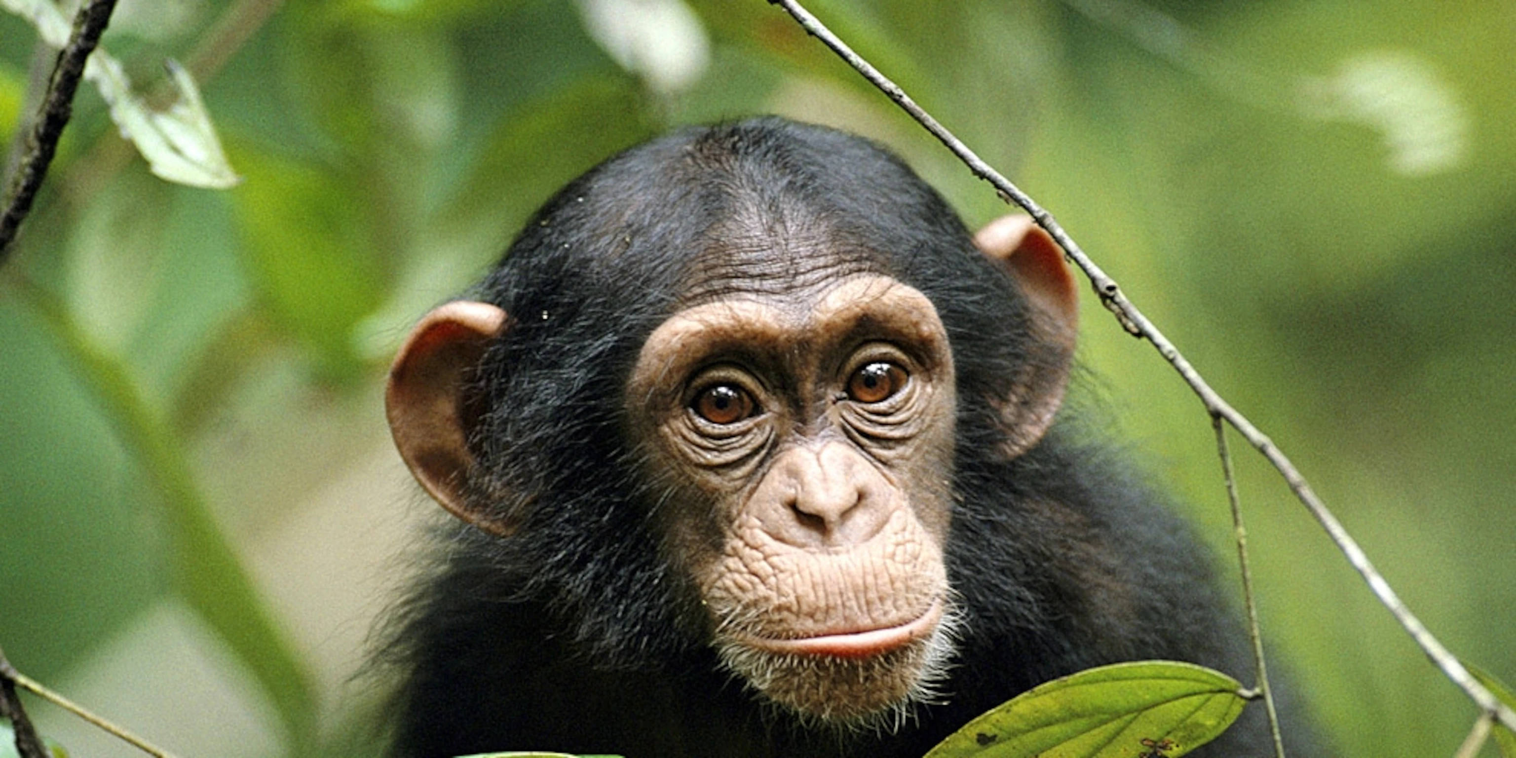 young chimpanzee, dark fur, curious brown eyes, 2K Desktop Wallpaper