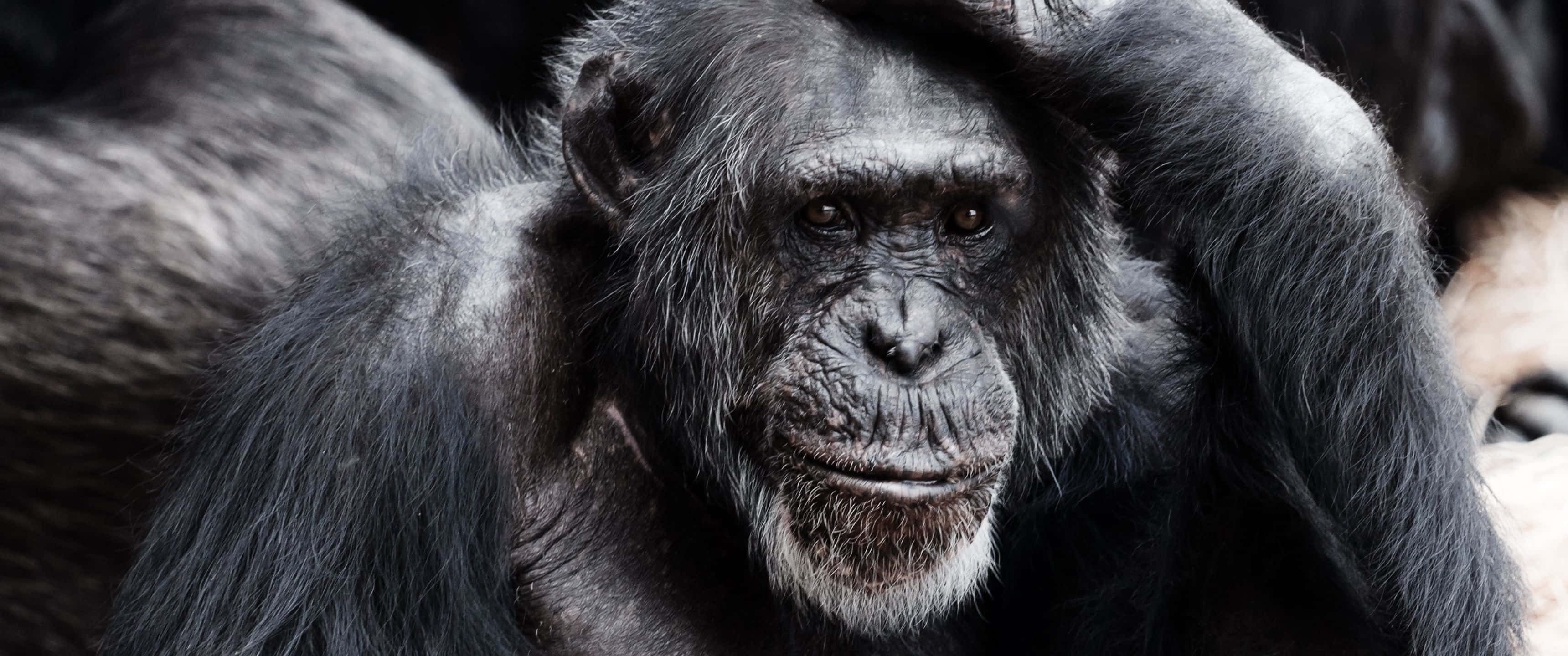 3440x1440, chimpanzee, hand on head, 2K Desktop Wallpaper