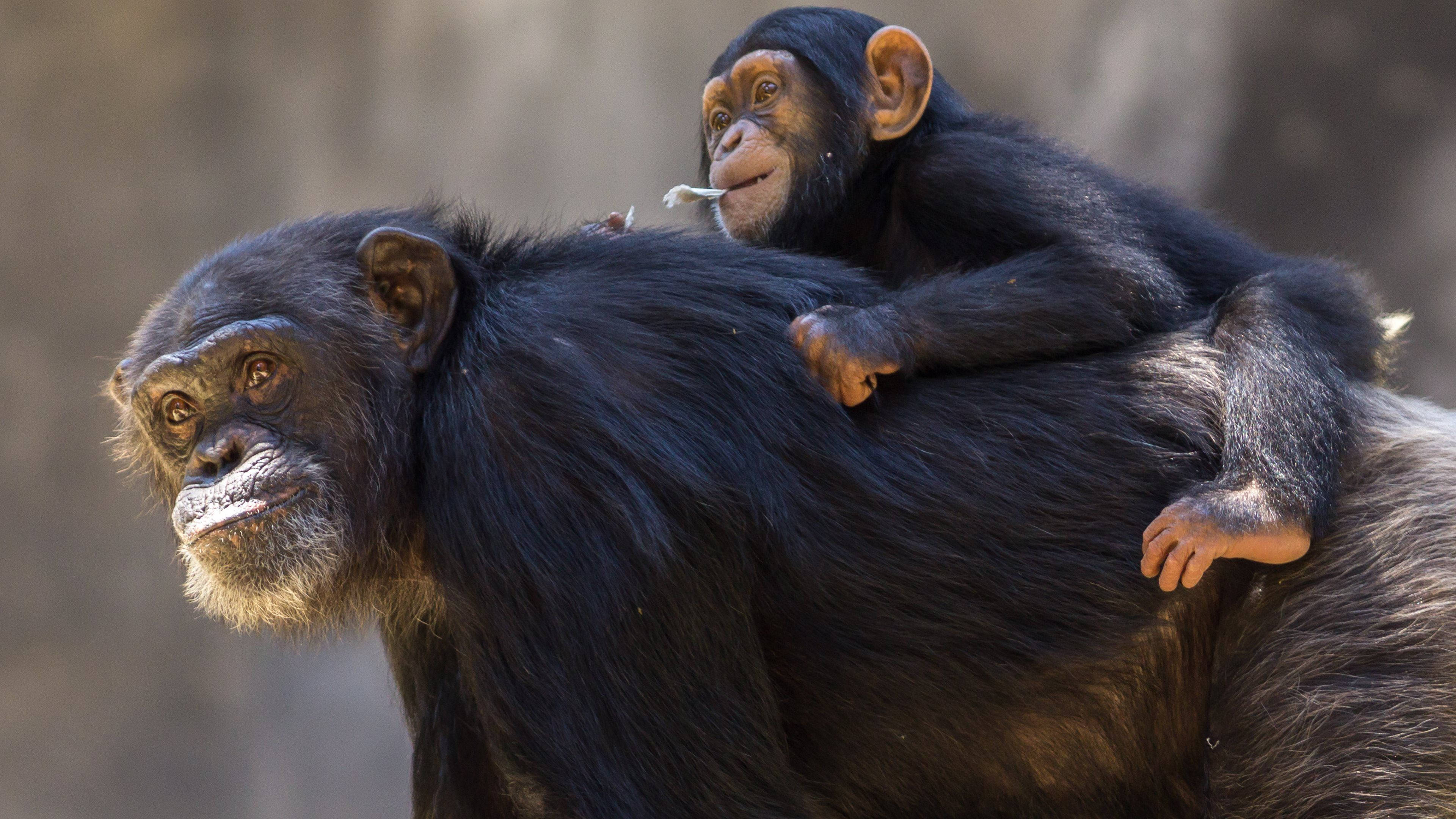 chimpanzee, infant, sunlit natural setting, 4K Desktop Wallpaper