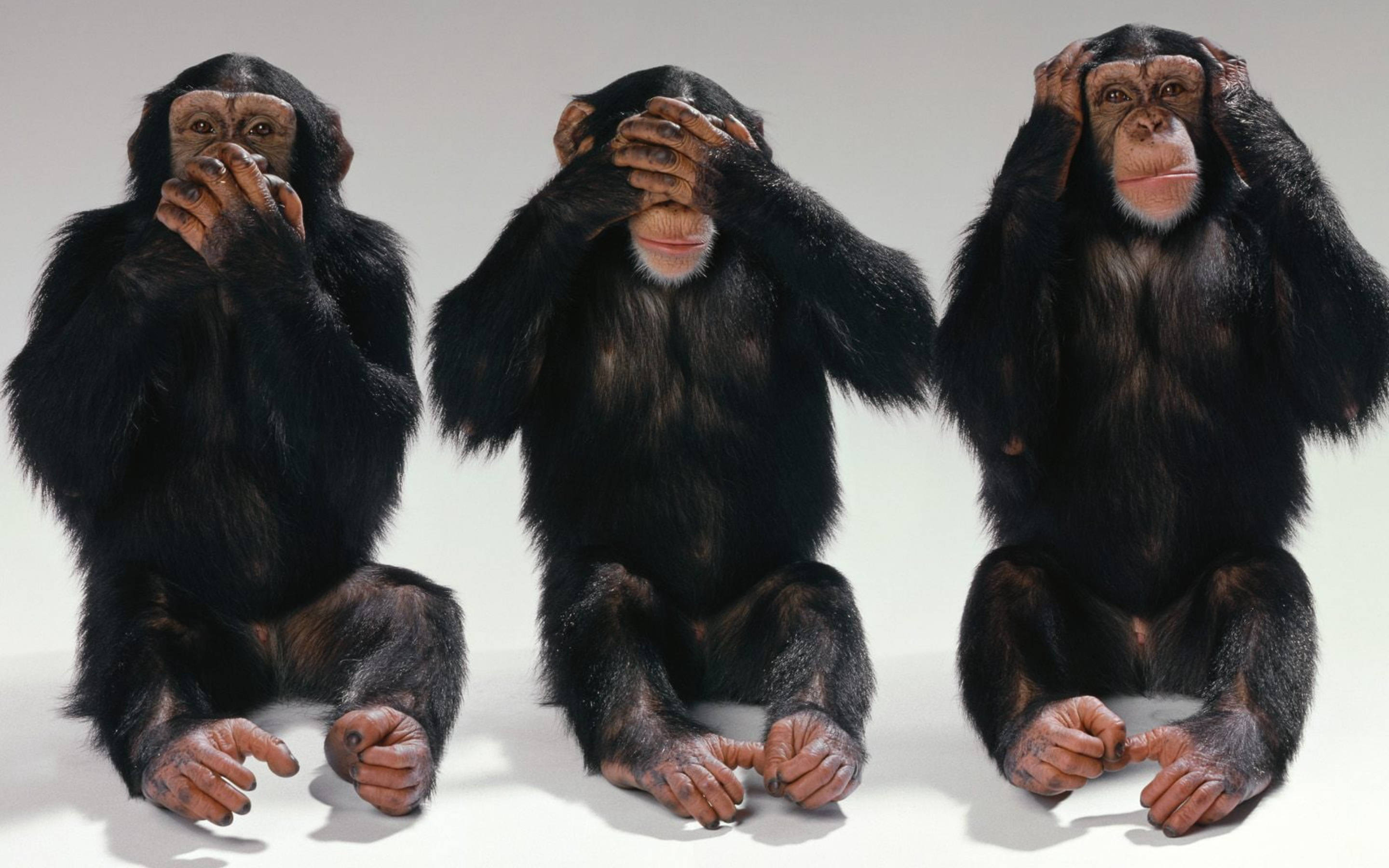 chimpanzee, hear see speak no evil, white background, 2K Desktop Wallpaper