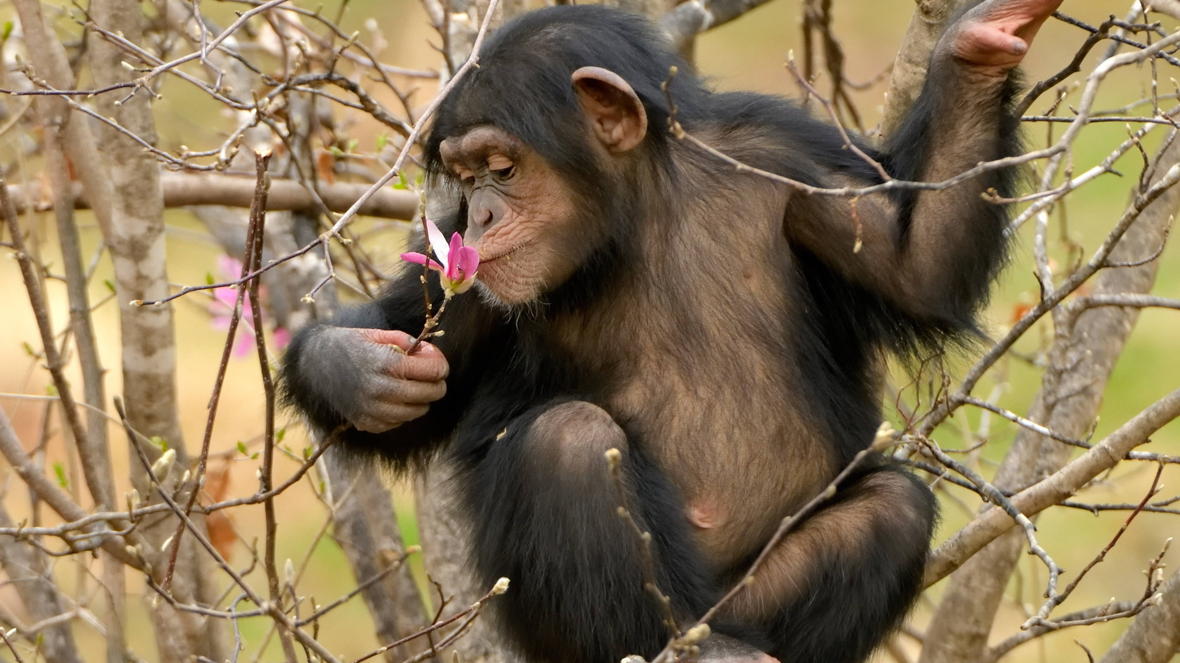 chimpanzee, tree, magnolia, 4K Desktop Wallpaper