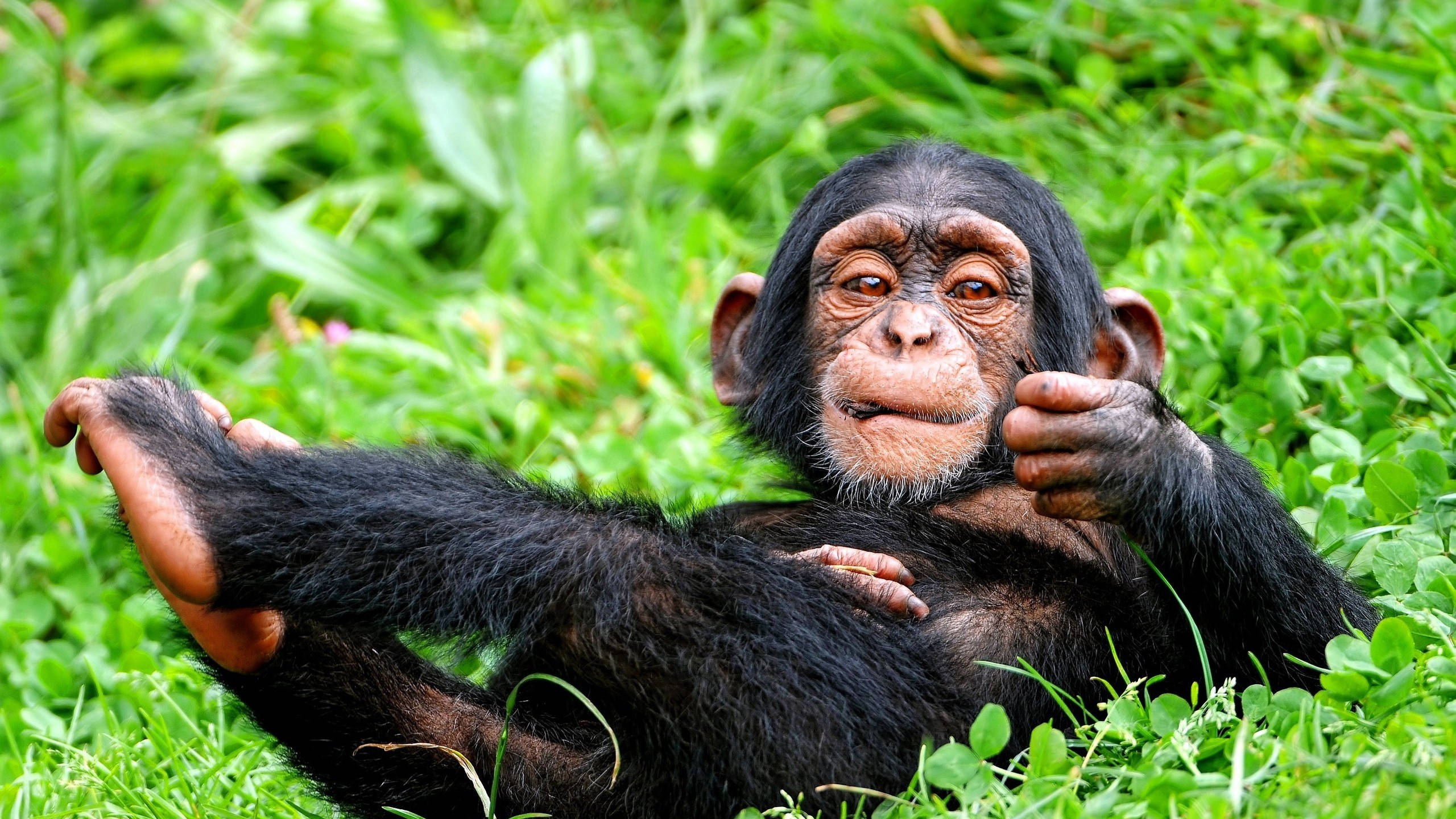 baby chimpanzee, grassy ground, lush green grass, 2K Desktop Wallpaper