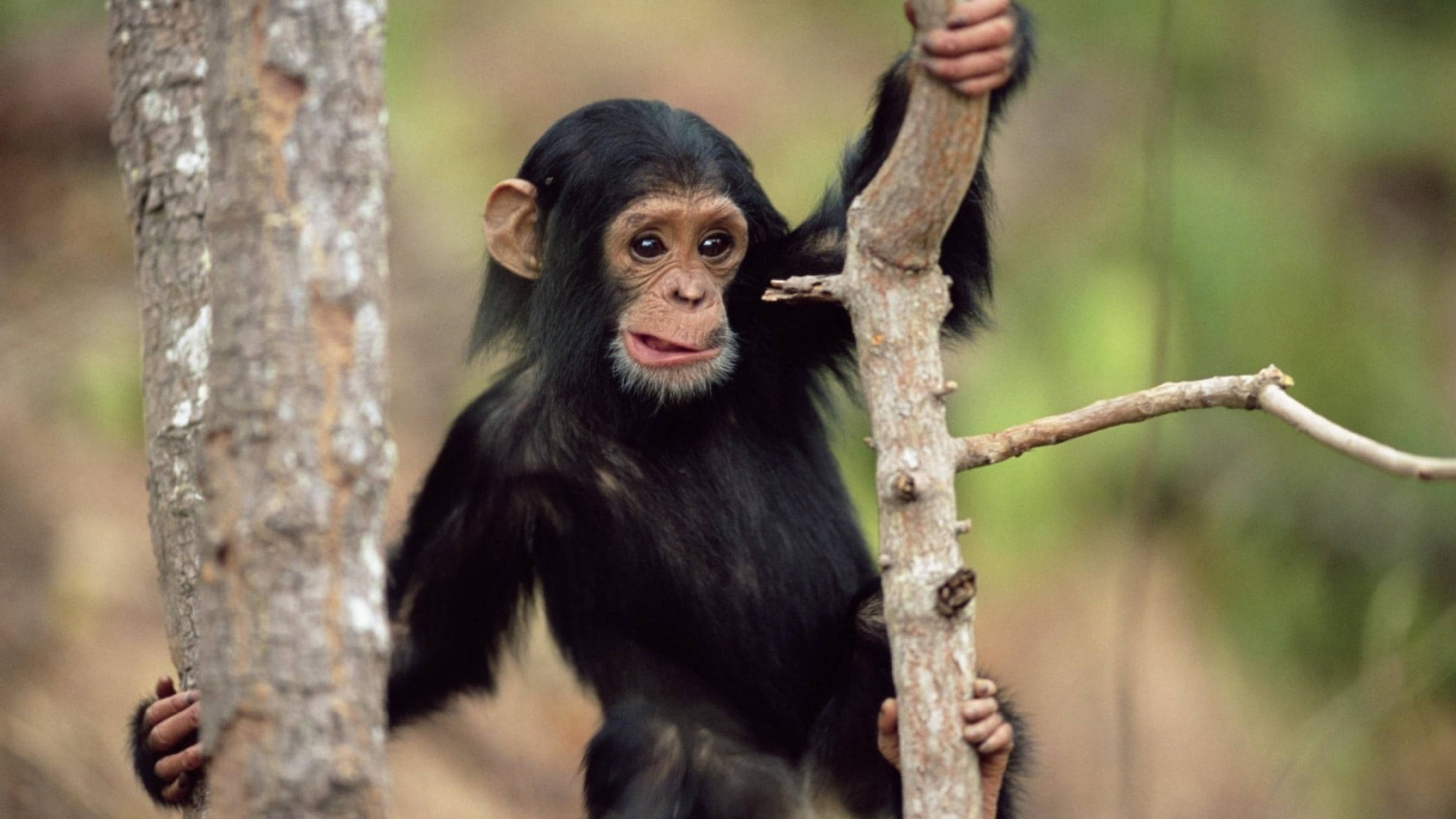 young chimpanzee, tree branch, sunlit forest, 4K Desktop Wallpaper