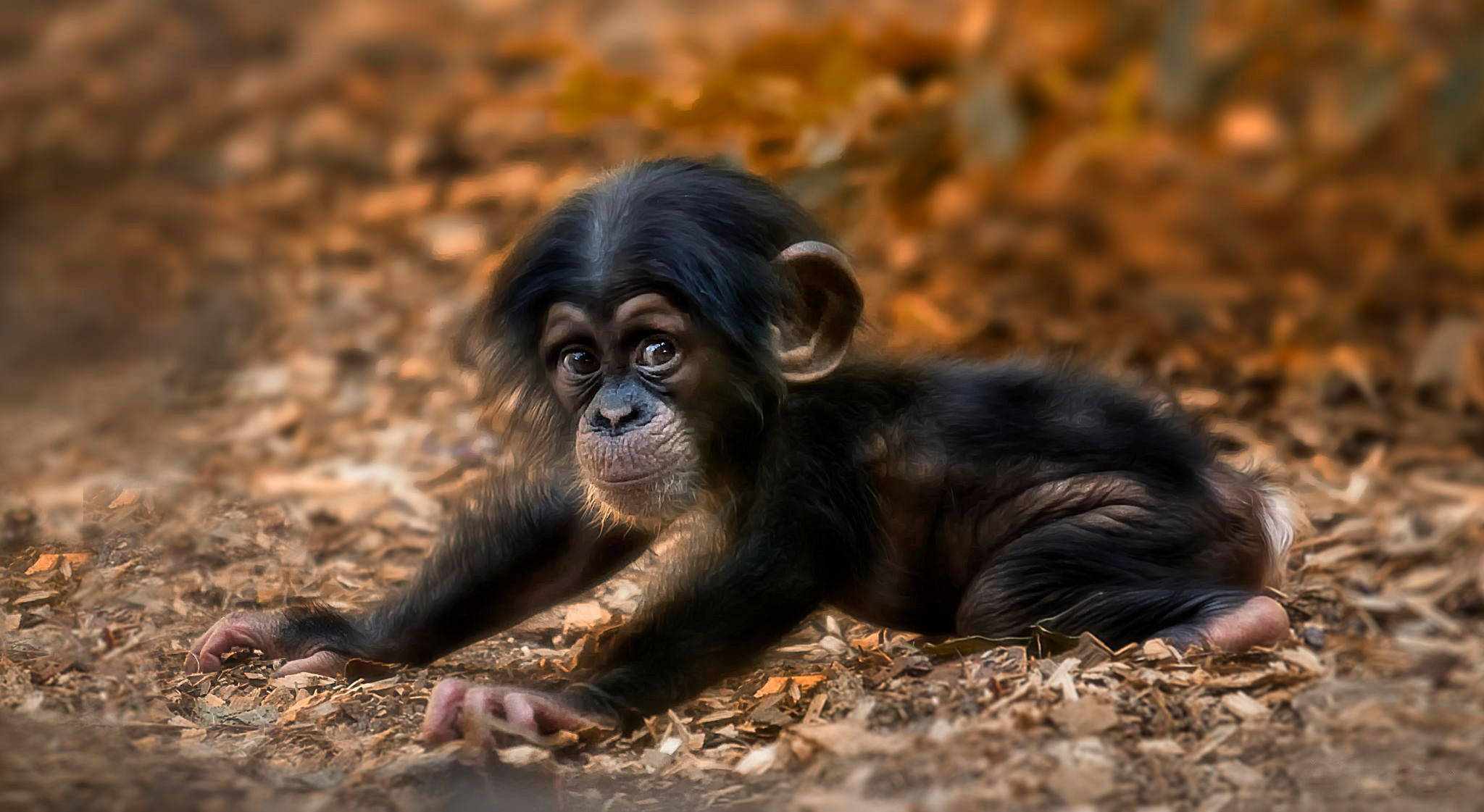 cute baby chimpanzee, autumn leaves, wide innocent eyes, Full HD Desktop Wallpaper