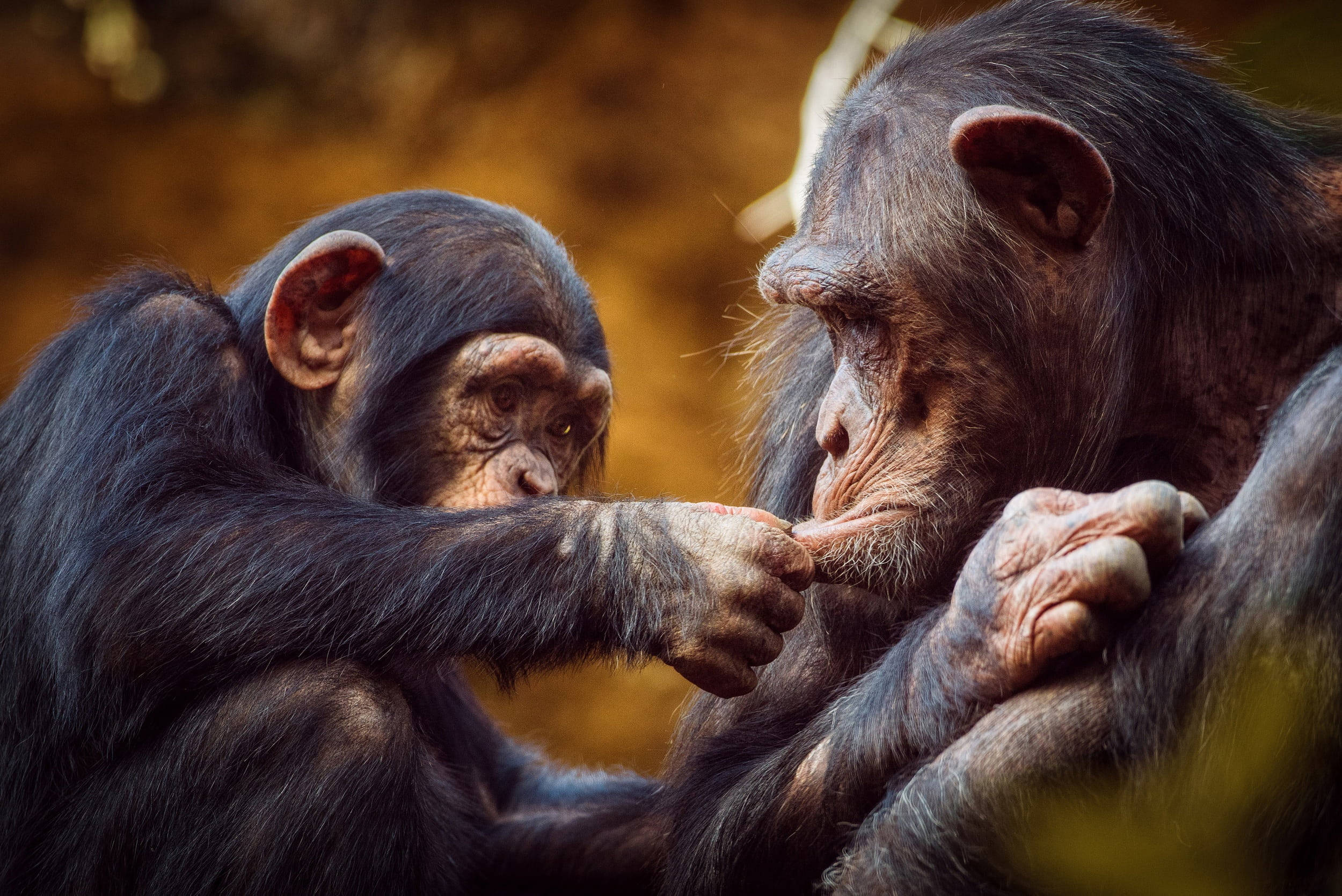baby chimpanzee, mother chimpanzee, golden forest, Full HD Desktop Wallpaper