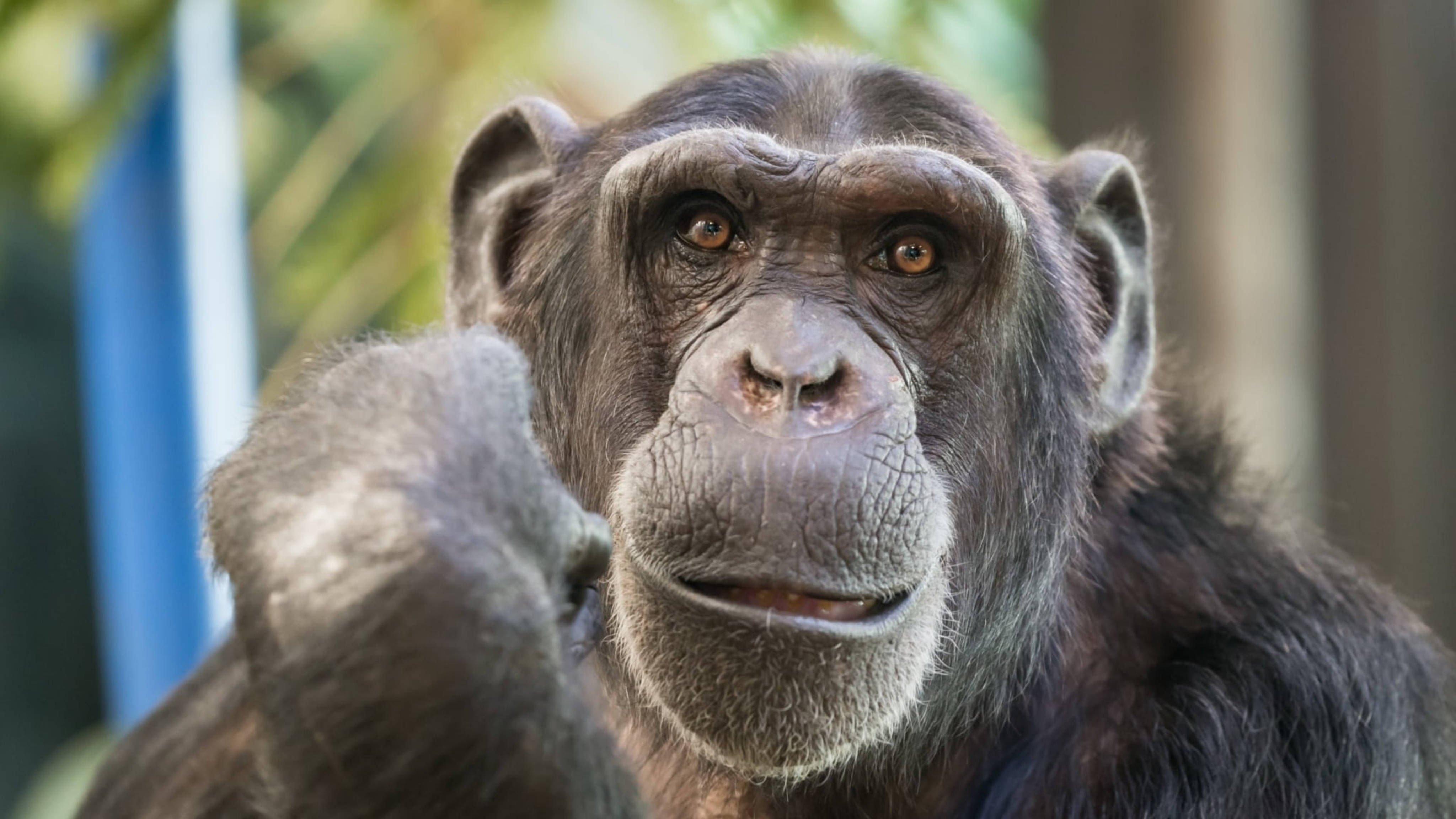 Charming Look Chimpanzee, chimpanzee, intense brown eyes, 4K Desktop Wallpaper