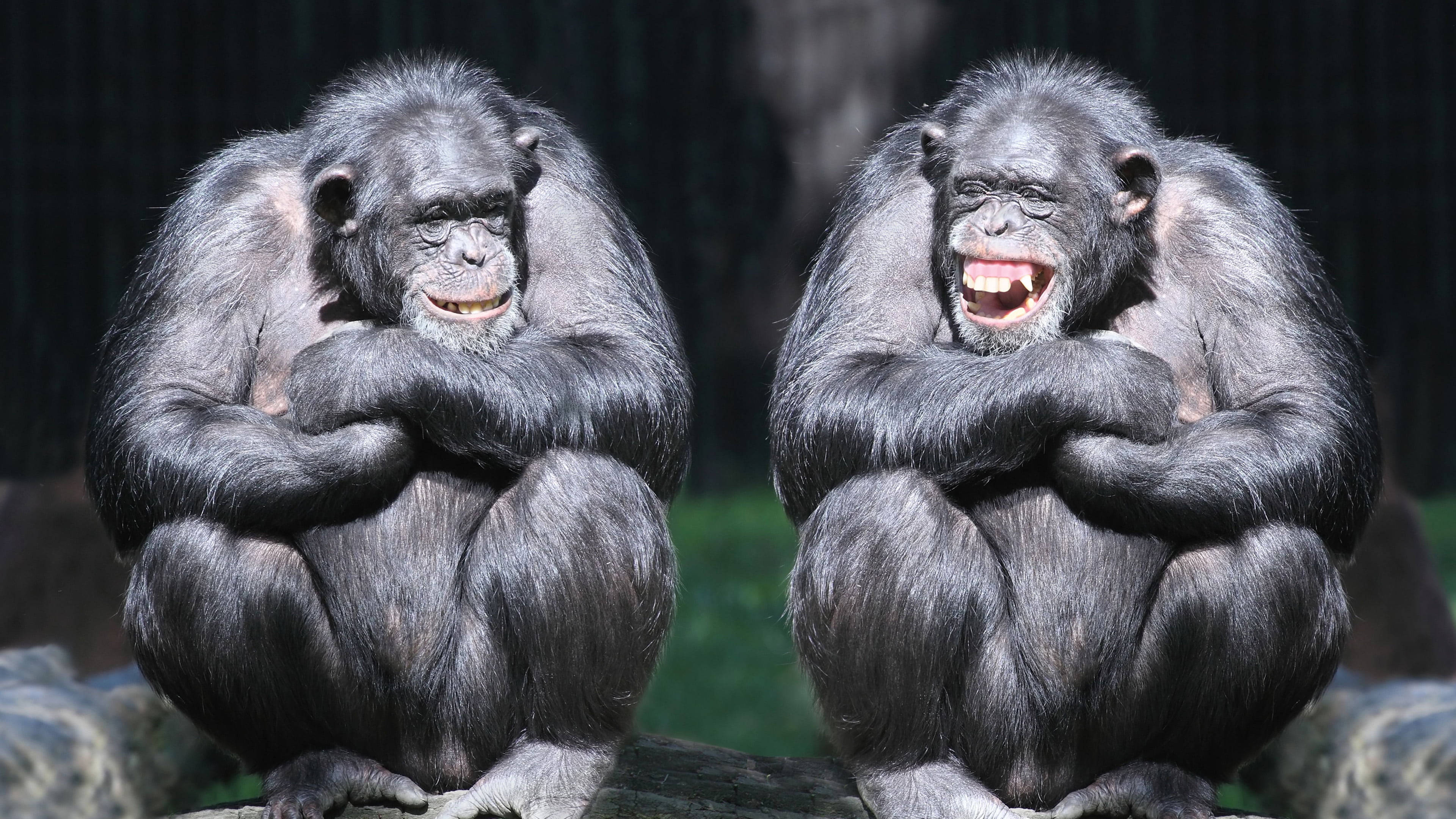 chimpanzees, smiling face, log, 4K Desktop Wallpaper