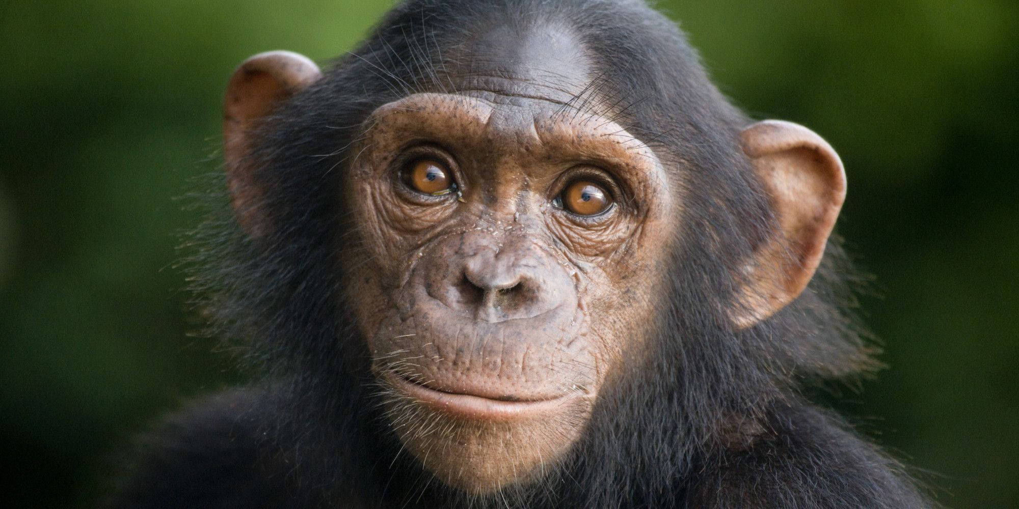 chimpanzee, brown eyes, dark fur, Full HD Desktop Wallpaper