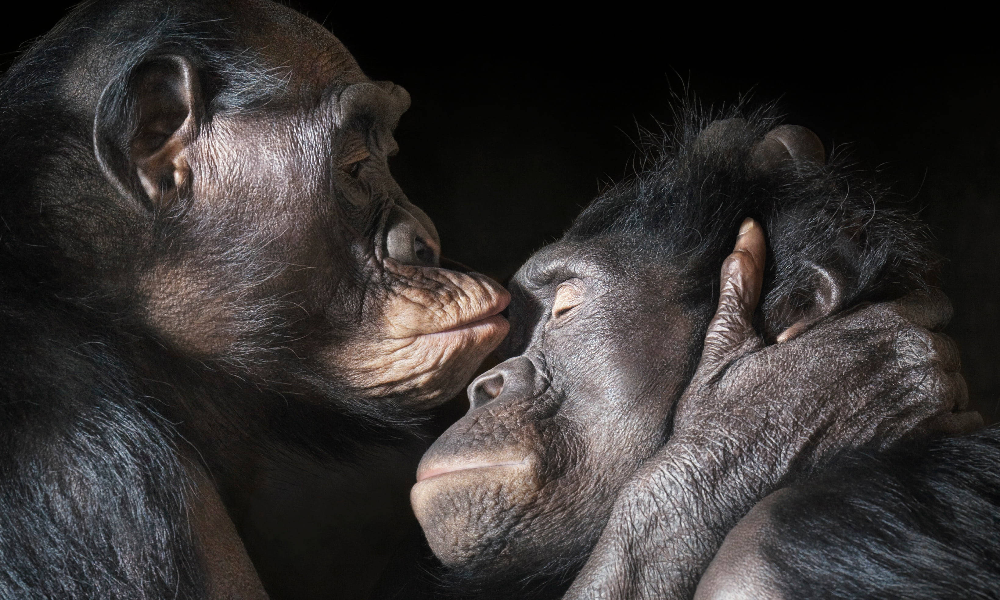 chimpanzee, love kiss, nuzzles, 2K Desktop Wallpaper