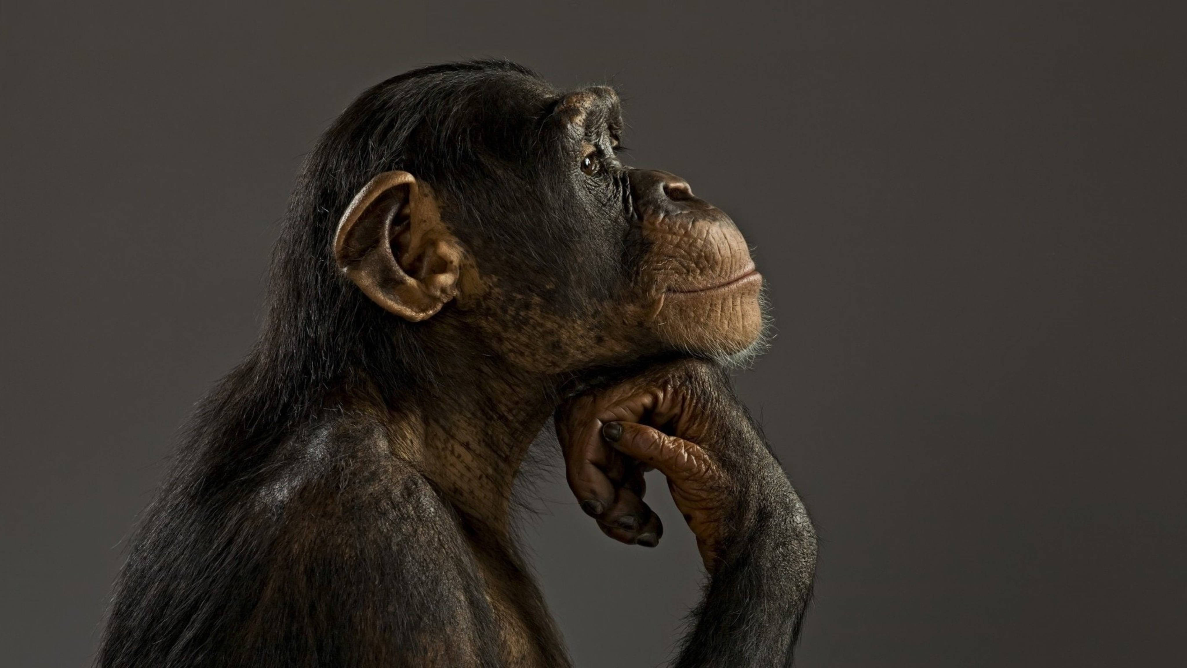 chimpanzee, thinking pose, muted gray backdrop, 4K Desktop Wallpaper