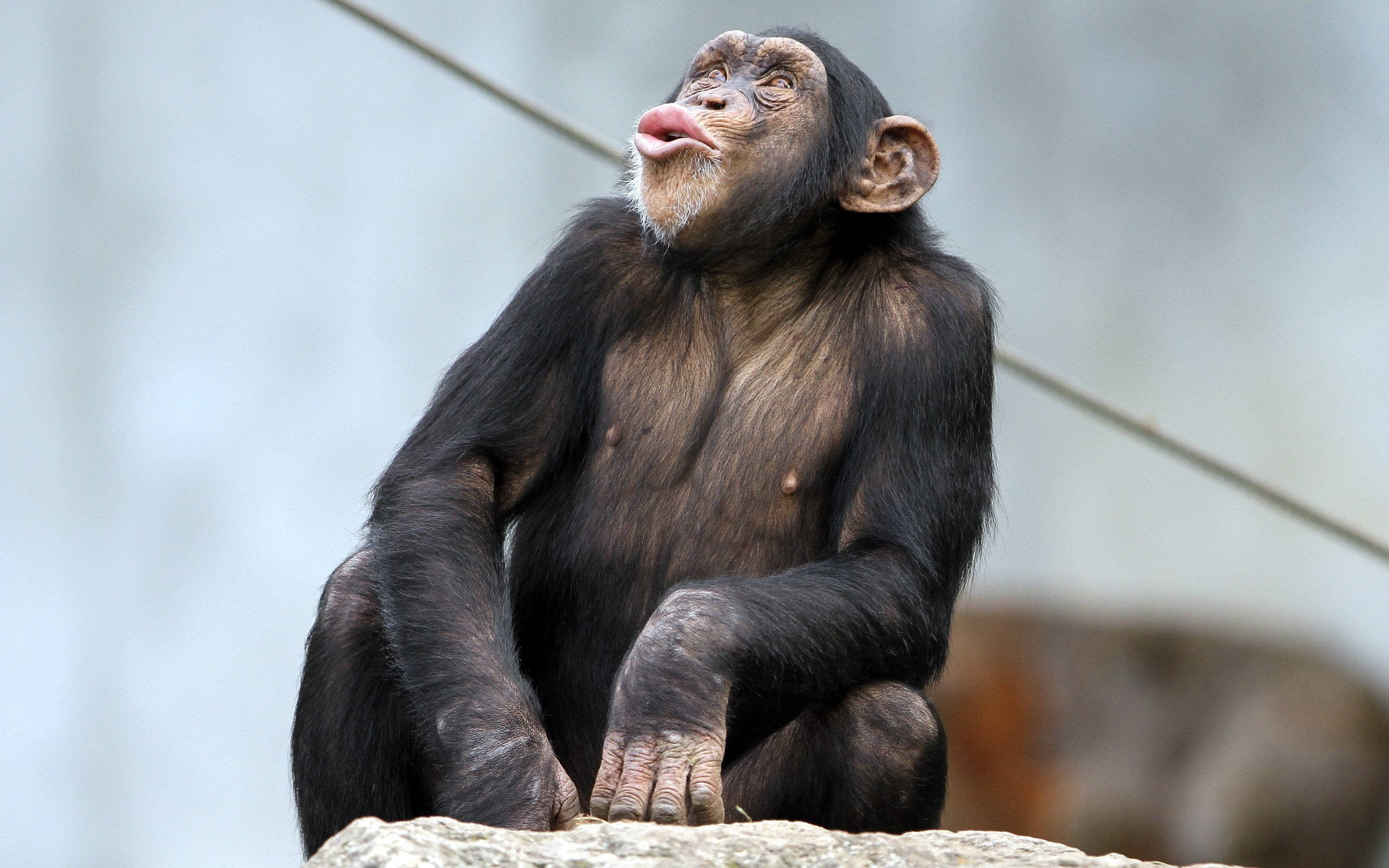 chimpanzee, side pose, rock, 2K Desktop Wallpaper