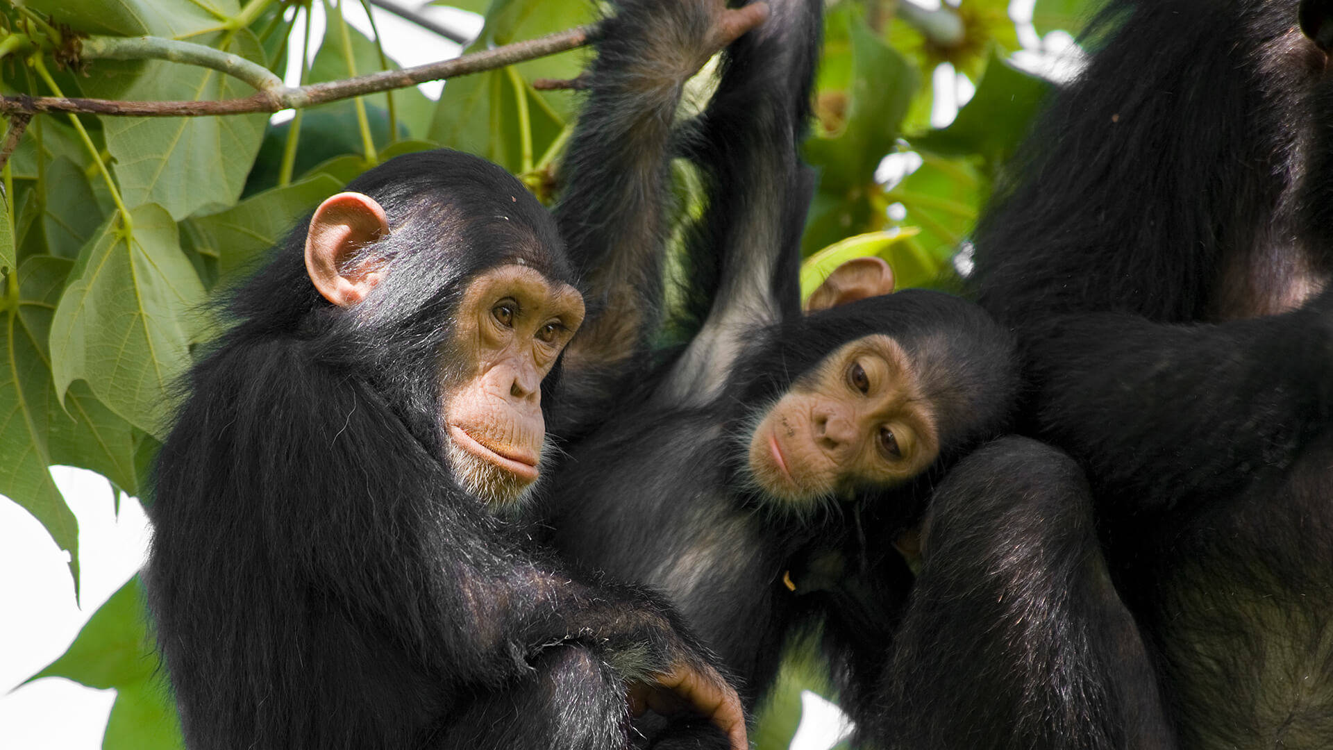 chimpanzees, leafy tree, dark fur, Full HD Desktop Wallpaper