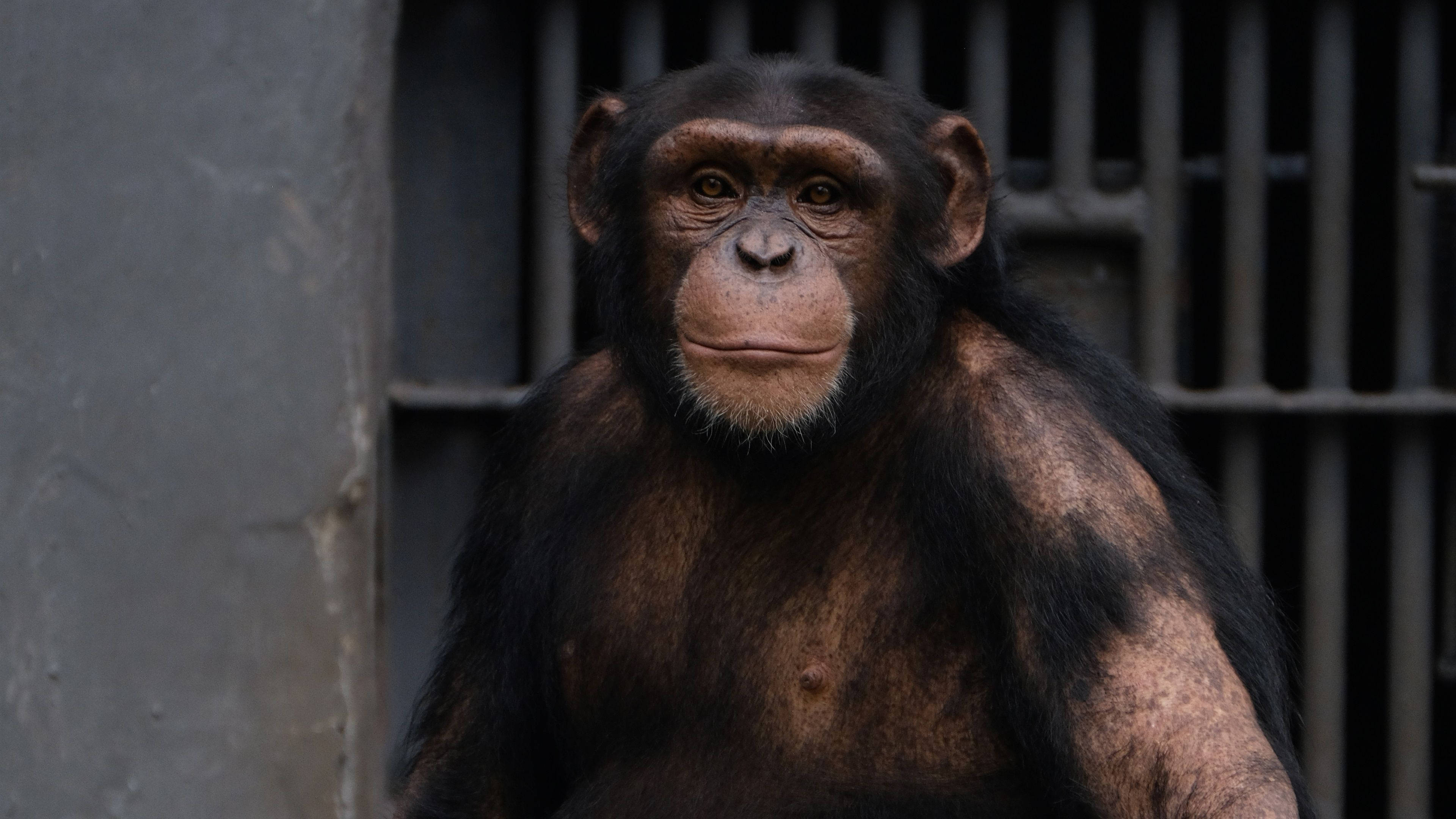 chimpanzee, zoo, metal bars, 4K Desktop Wallpaper