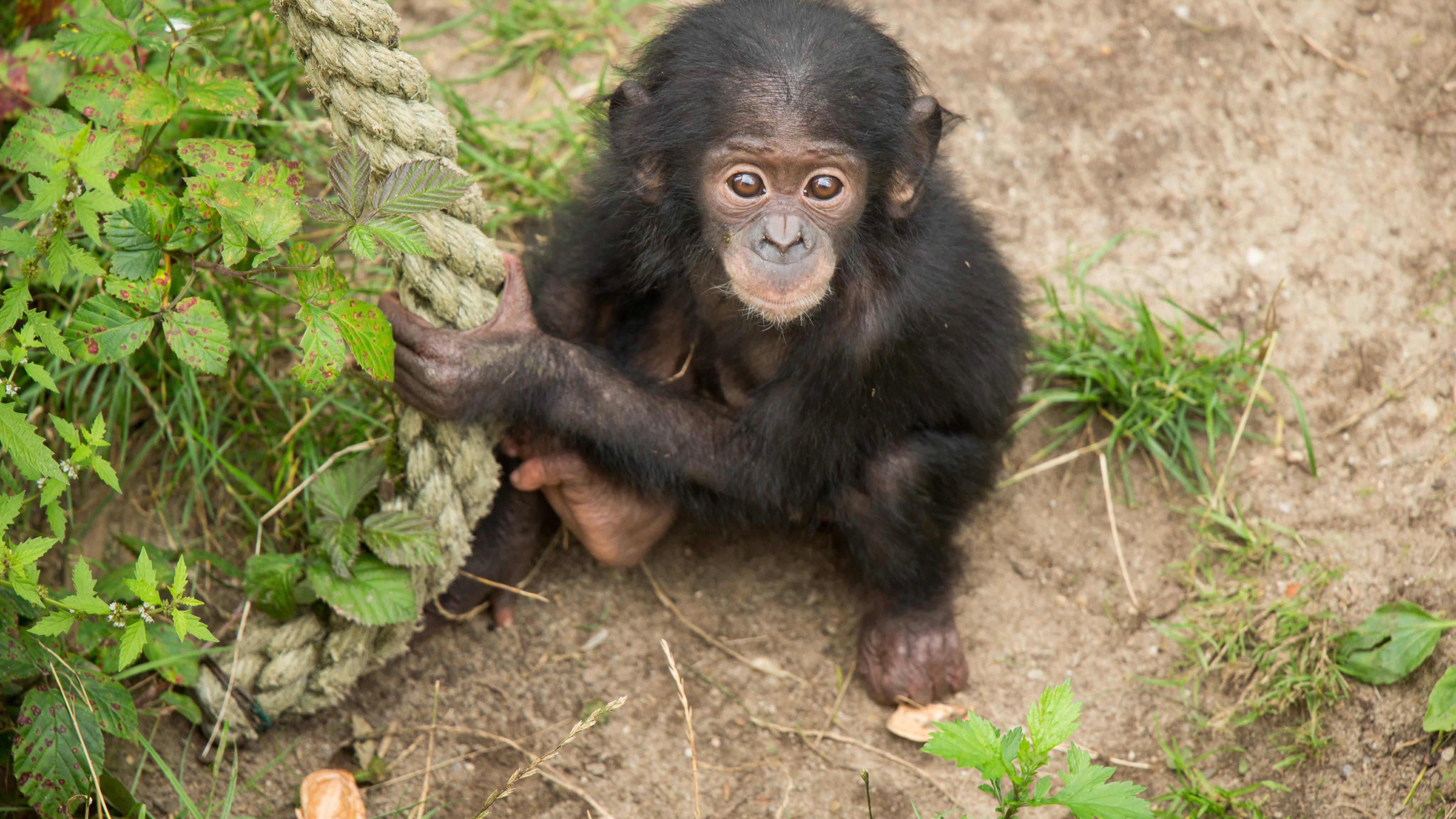 baby chimpanzee, thick rope, green foliage, 4K Desktop Wallpaper