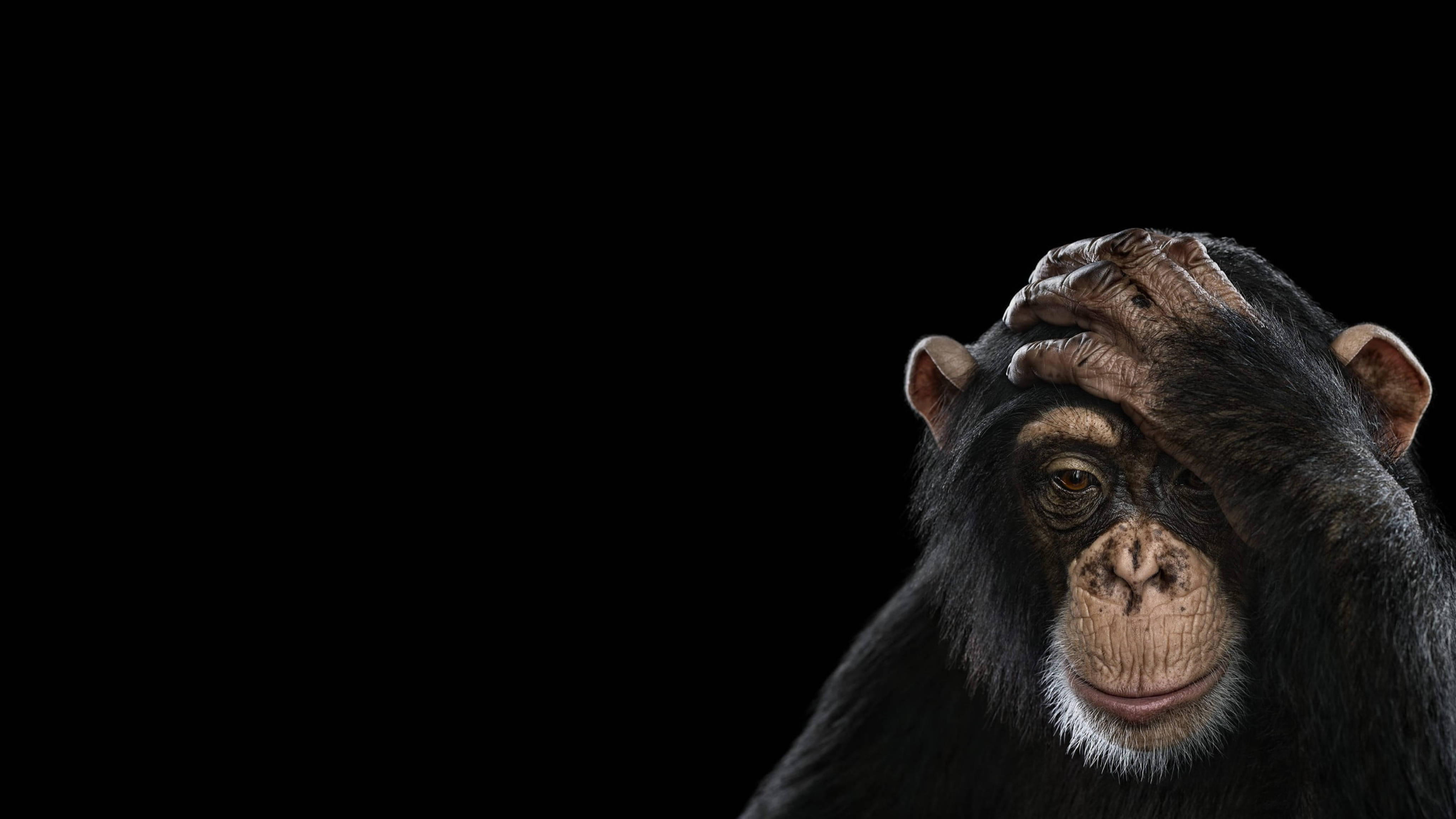 black chimpanzee, stark black background, hand on its head, 4K Desktop Wallpaper