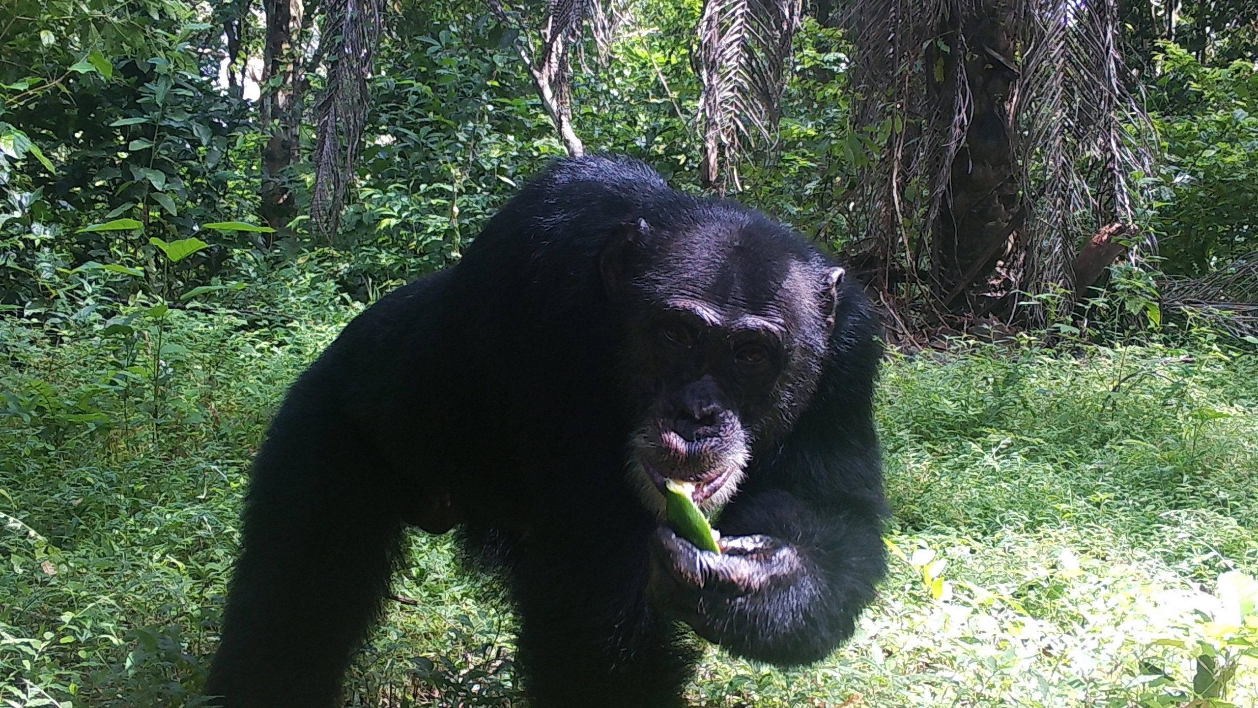 western chimpanzee species, black chimpanzee, sunlit tropical forest, 2K Desktop Wallpaper