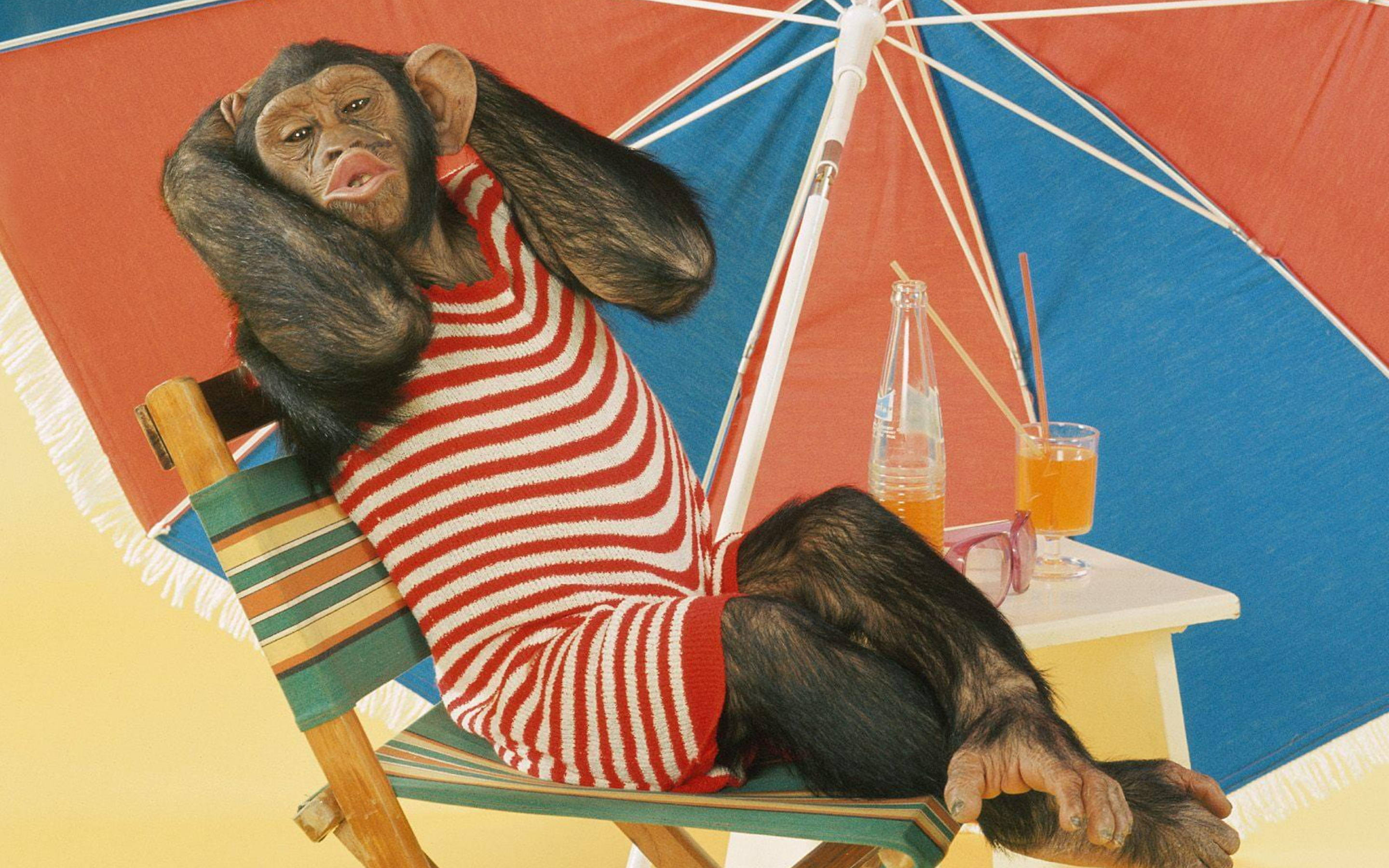 chimpanzee, red and white striped swimsuit, colorful beach umbrella, 2K Desktop Wallpaper