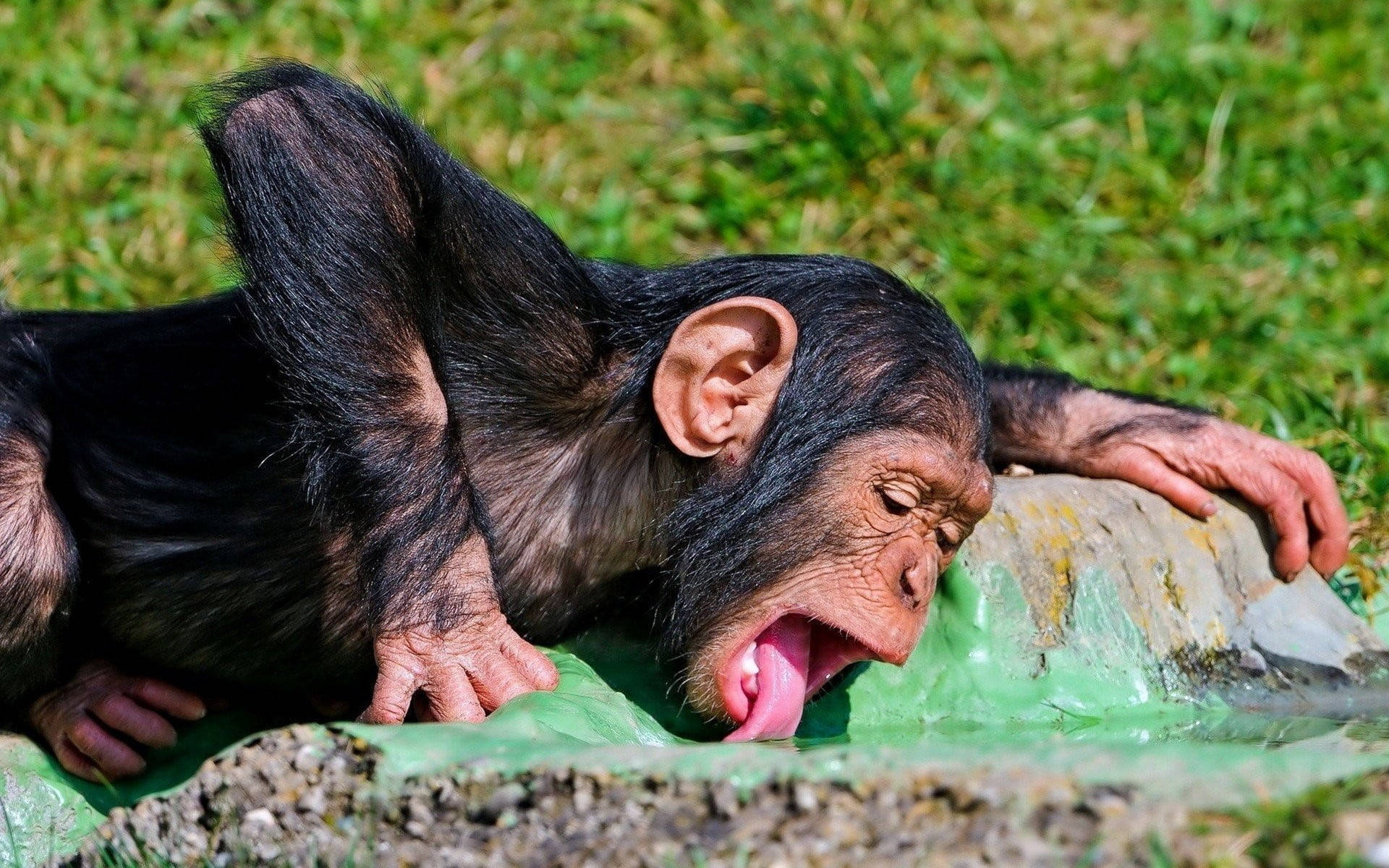 chimpanzee, green plastic sheet, grassy patch, Full HD Desktop Wallpaper