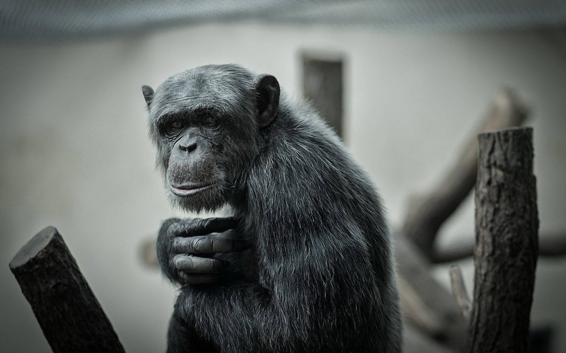 monochrome chimpanzee, chimpanzee, wooden logs, Full HD Desktop Wallpaper