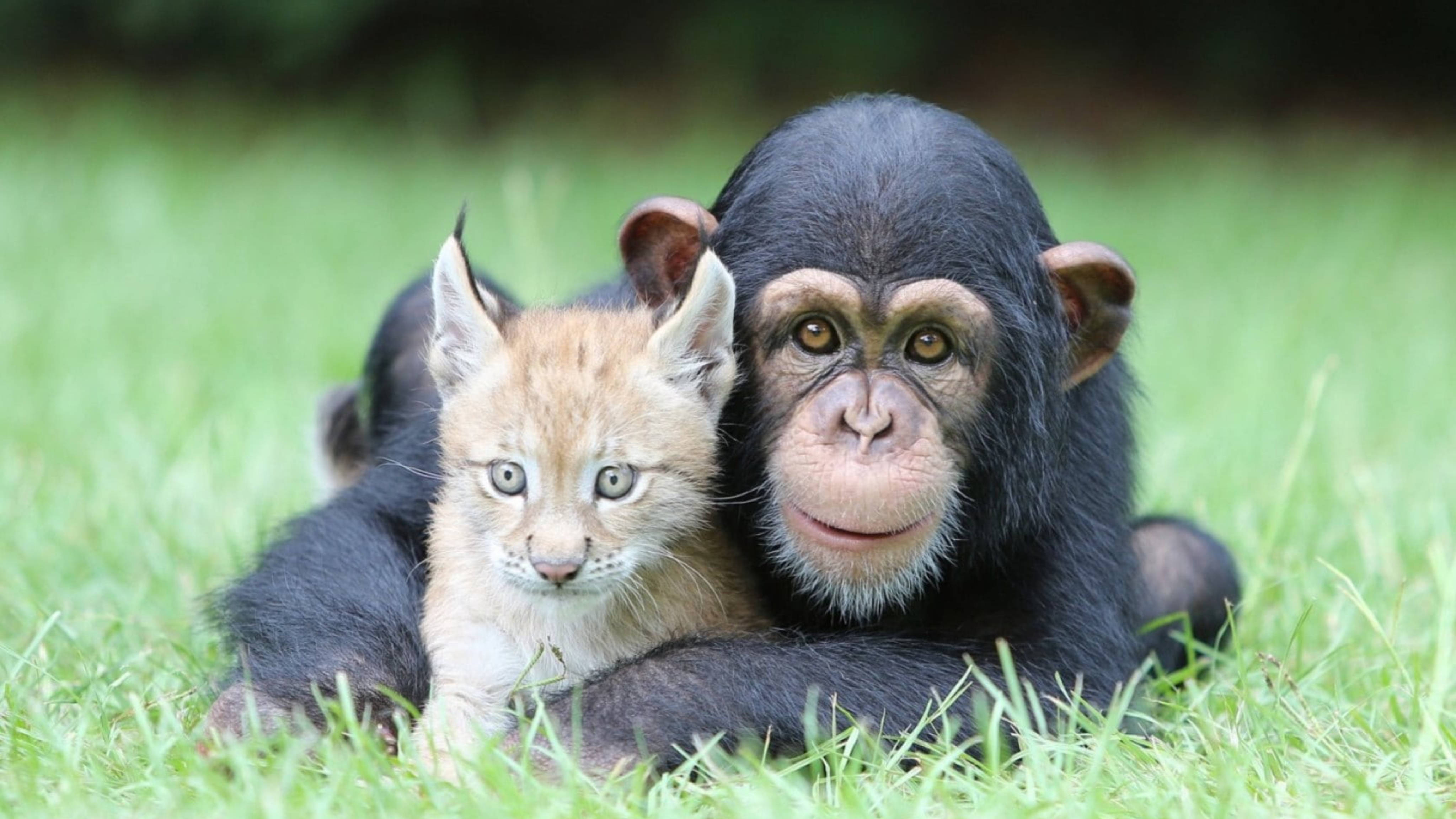 chimpanzee, baby lynx, vibrant green grass, 4K Desktop Wallpaper