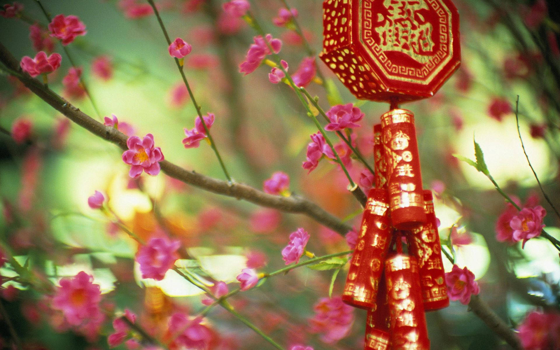 red lantern, firecrackers, pink blossoms, Full HD Desktop Wallpaper