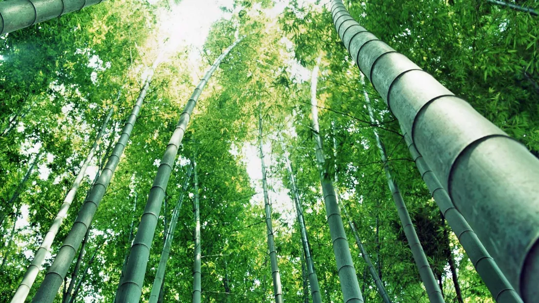 Chinese Bamboo