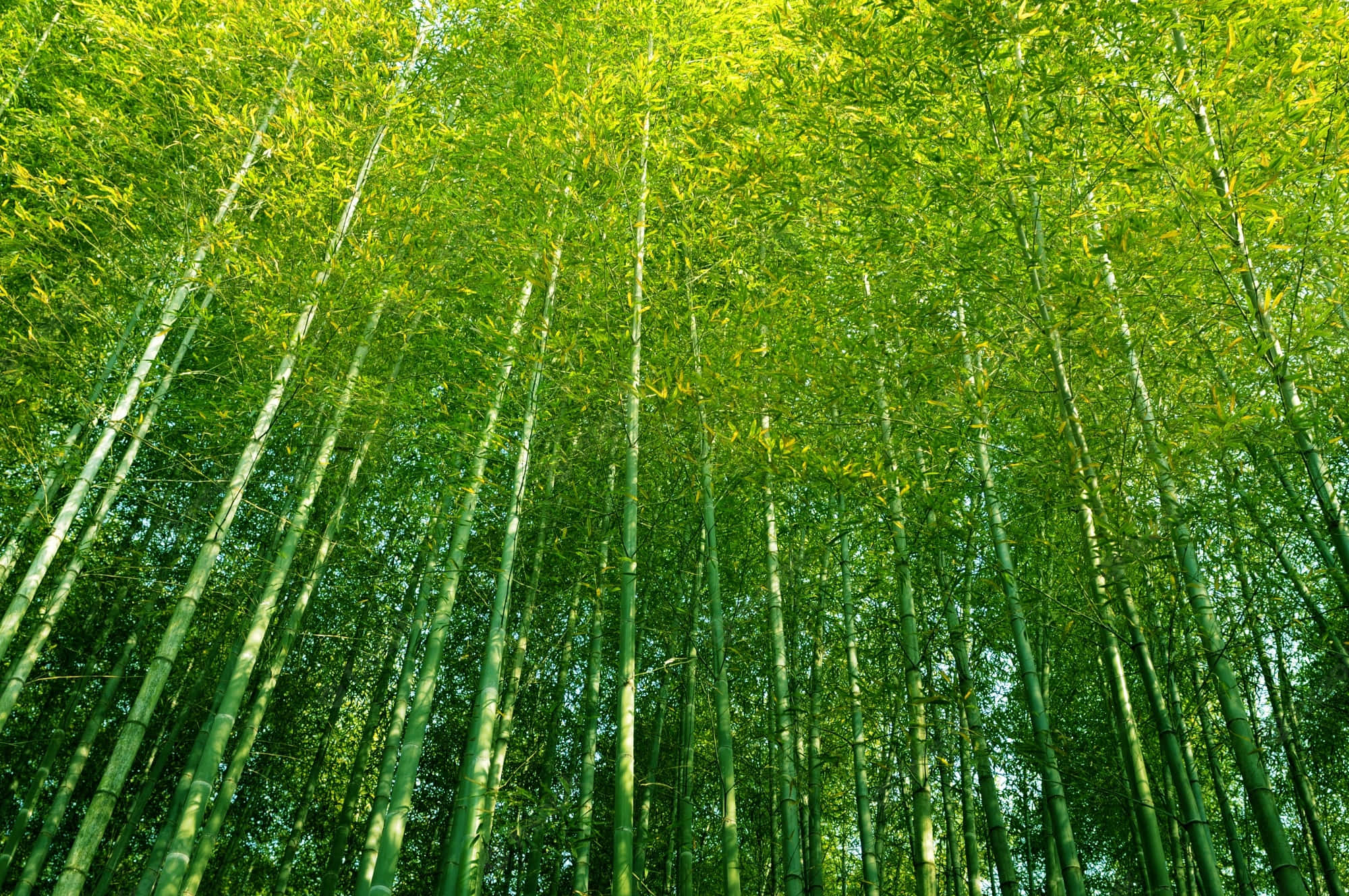 Chinese Bamboo, bamboo forest, green forest, Full HD Desktop Wallpaper