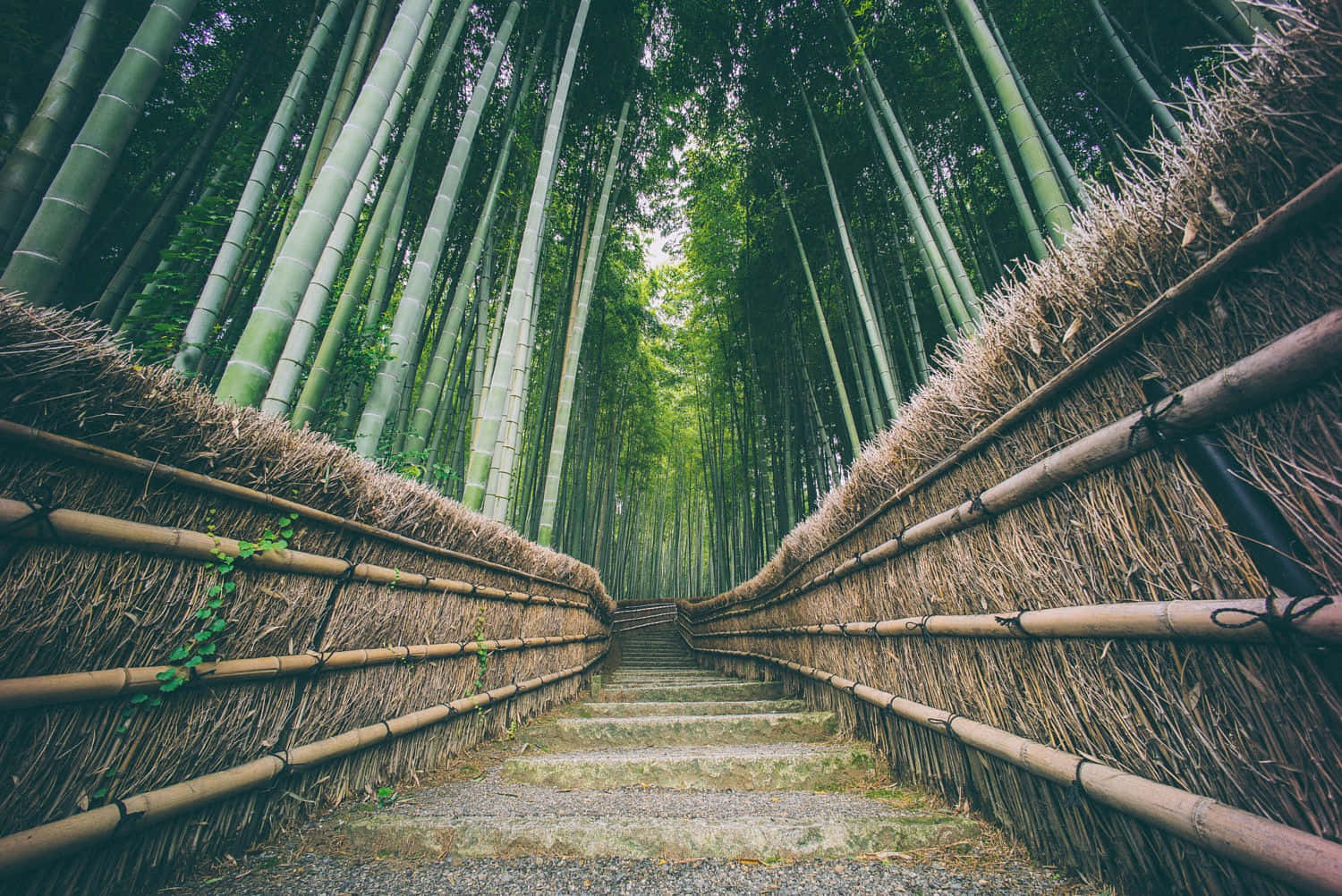Chinese Bamboo, bamboo forest, winding stone path, HD Desktop Wallpaper