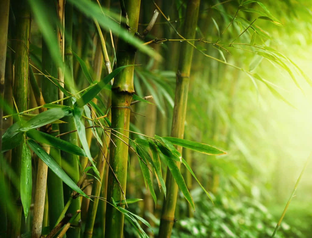 Chinese Bamboo, lush green bamboo stalks, sunlight, SD Desktop Wallpaper