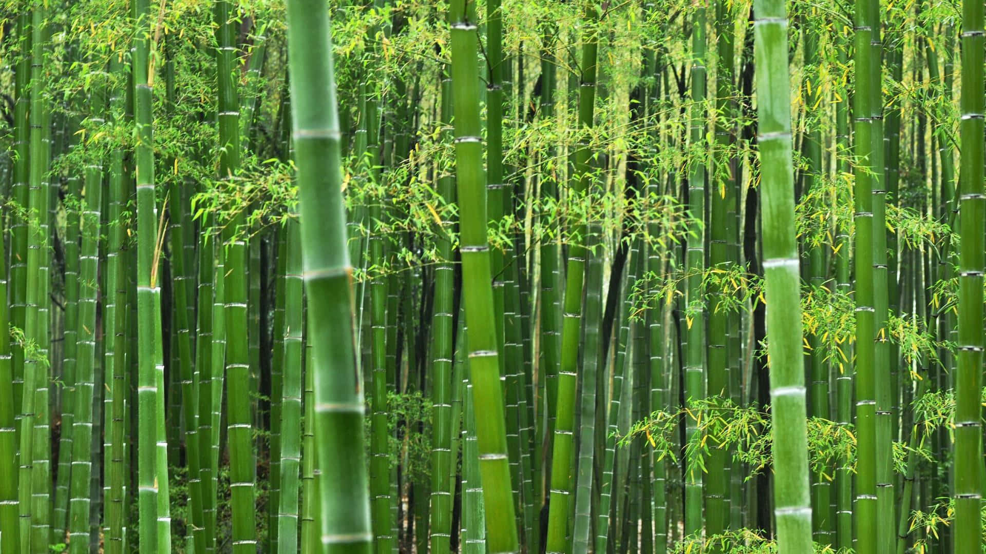 Chinese Bamboo, bamboo forest, tall green trees, Full HD Desktop Wallpaper