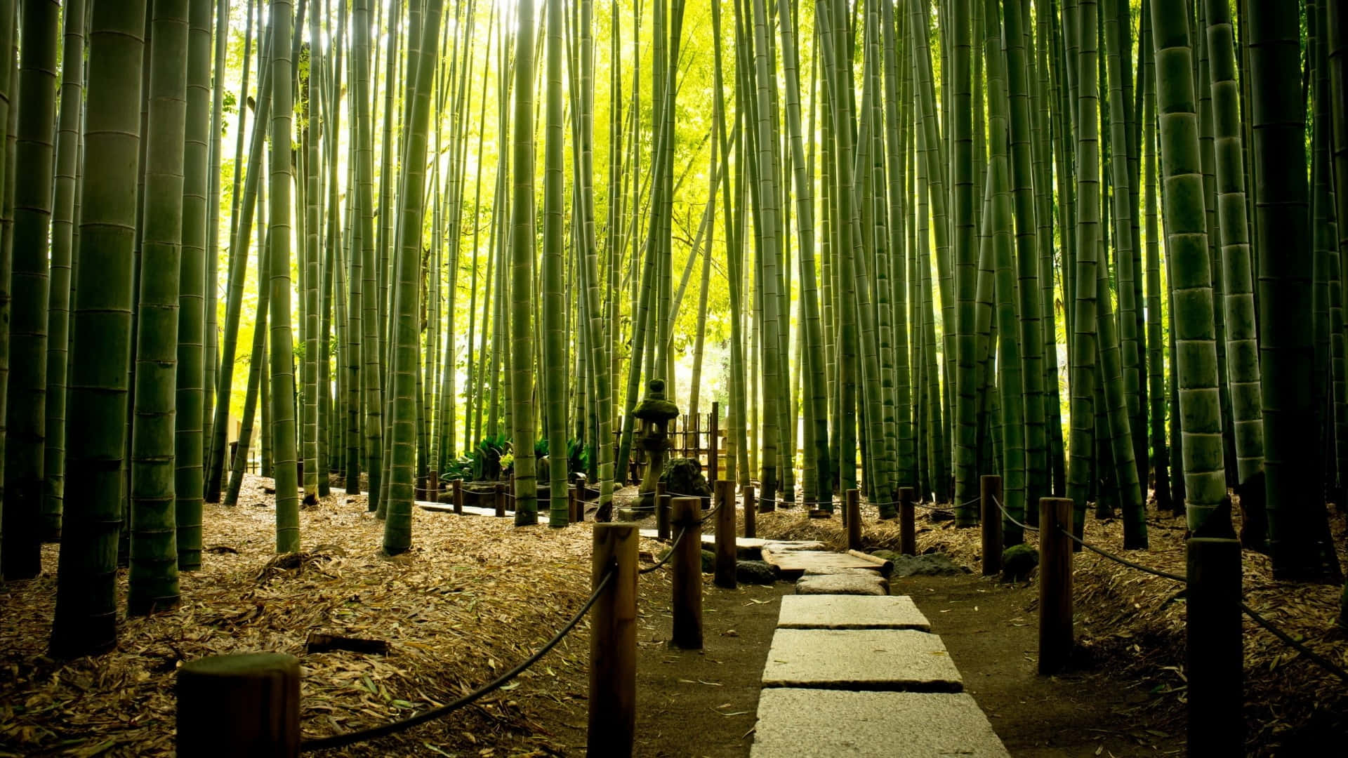 Chinese Bamboo, stone path, bamboo forest, Full HD Desktop Wallpaper