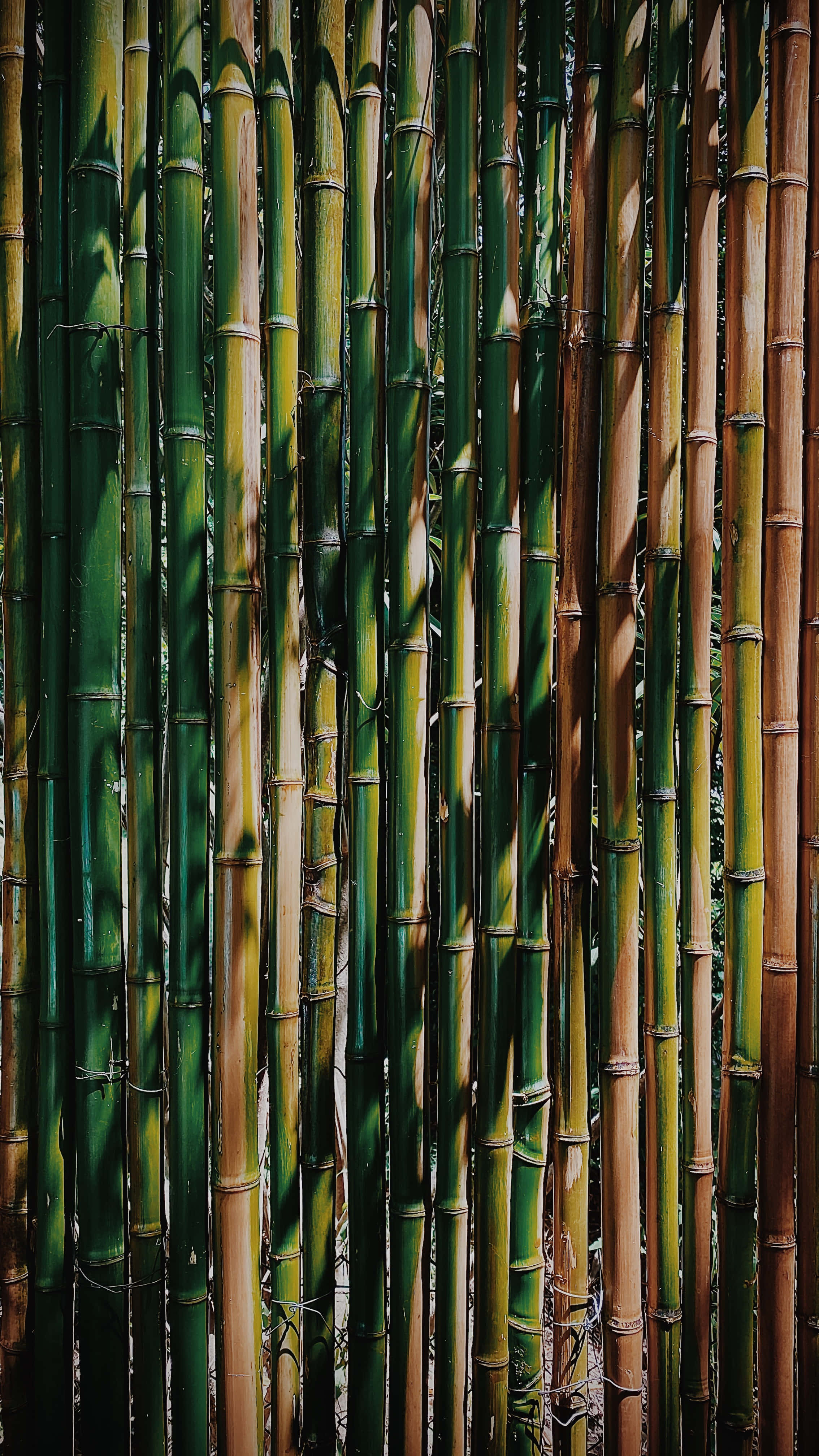 bamboo forest, tall bamboo stalks, varying shades of green and brown, 4K Phone Wallpaper