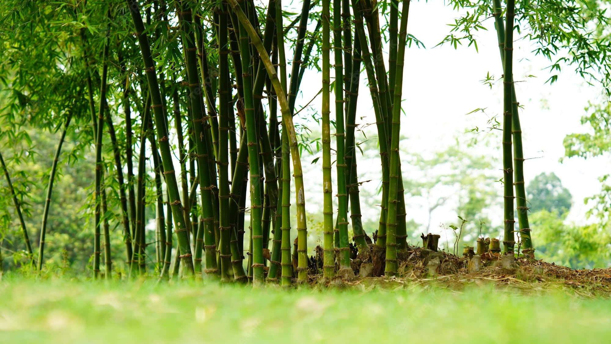 Chinese Bamboo, tall green bamboo stalks, soft grassy foreground, Full HD Desktop Wallpaper