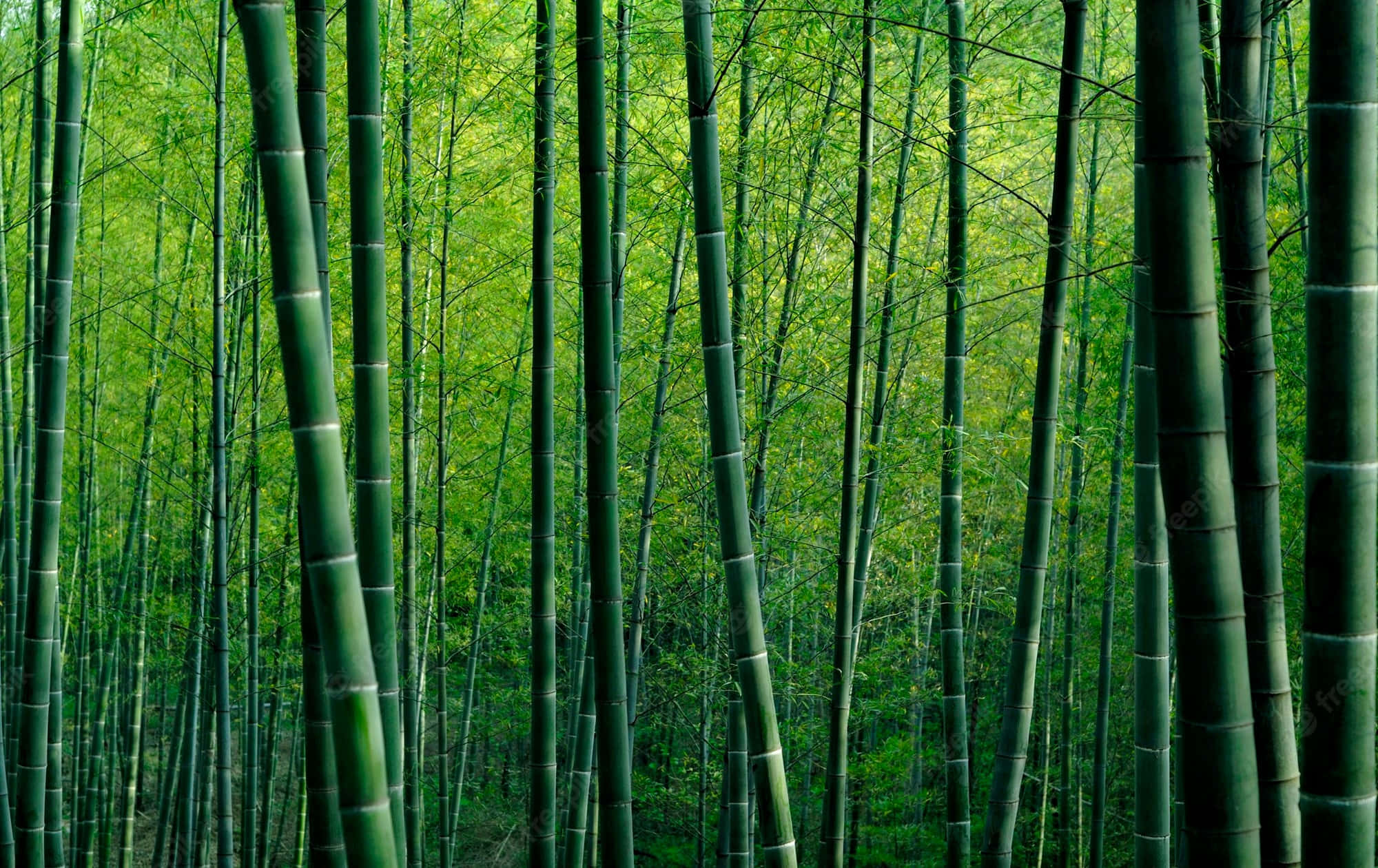 Chinese Bamboo, bamboo stalks, emerald forest, Full HD Desktop Wallpaper