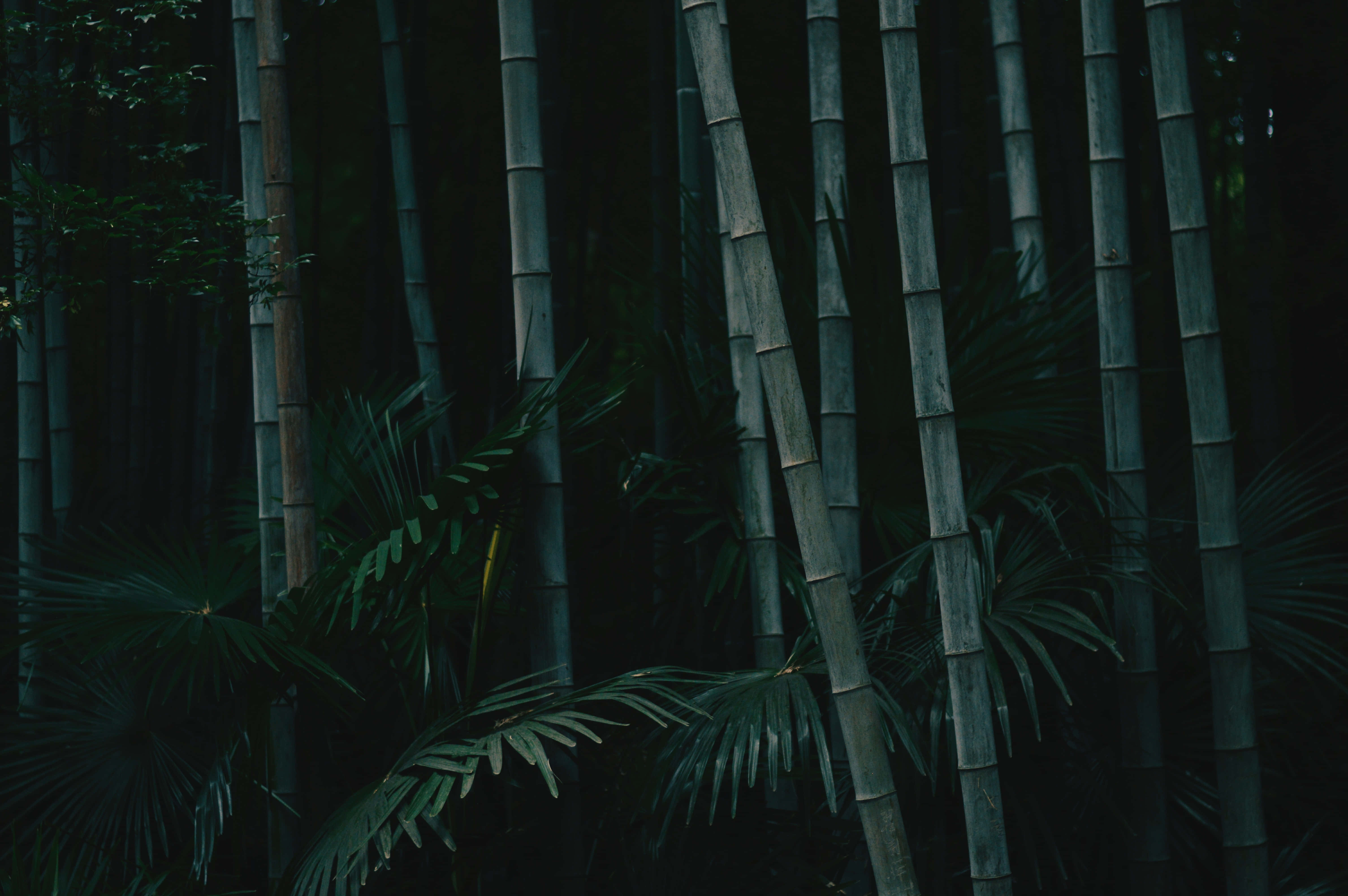 Chinese Bamboo, bamboo forest, moody forest scene, 5K Desktop Wallpaper