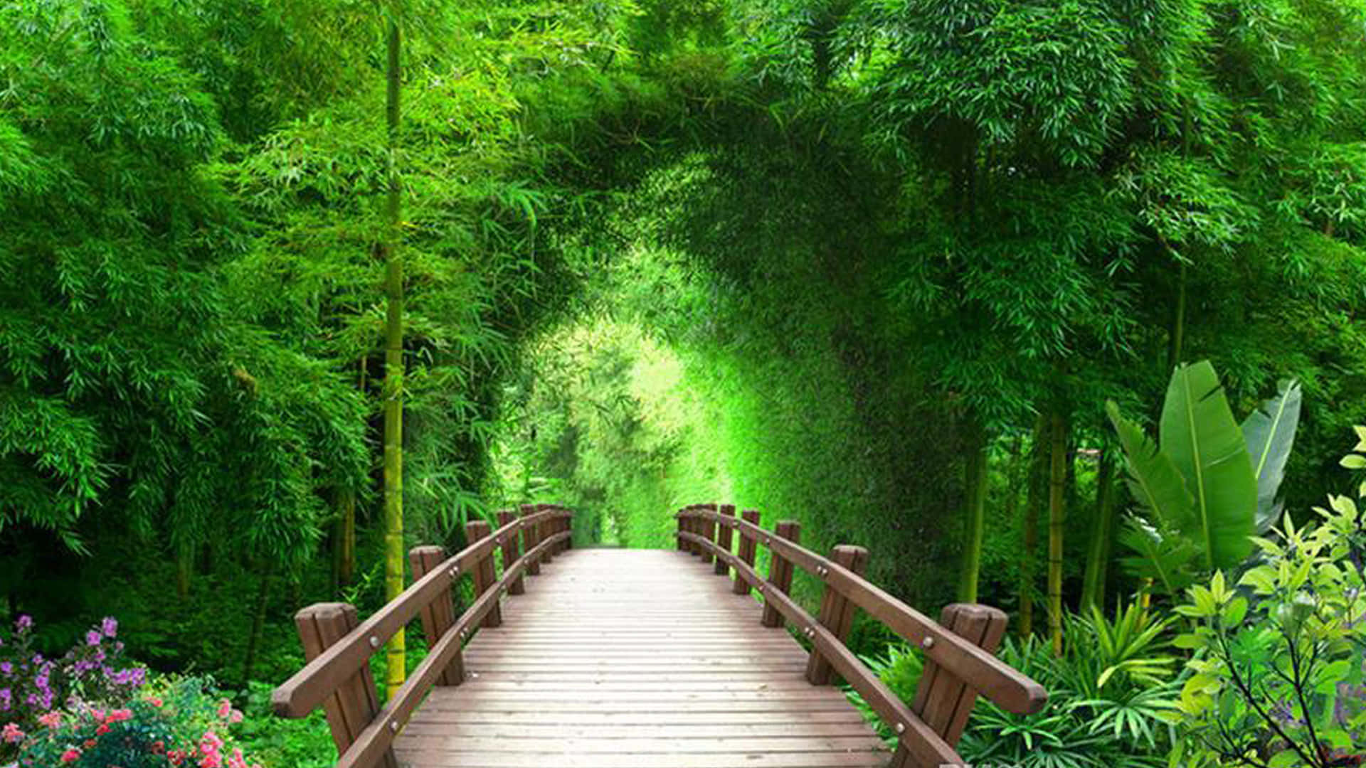 Chinese Bamboo, wooden bridge, lush green bamboo forest, Full HD Desktop Wallpaper