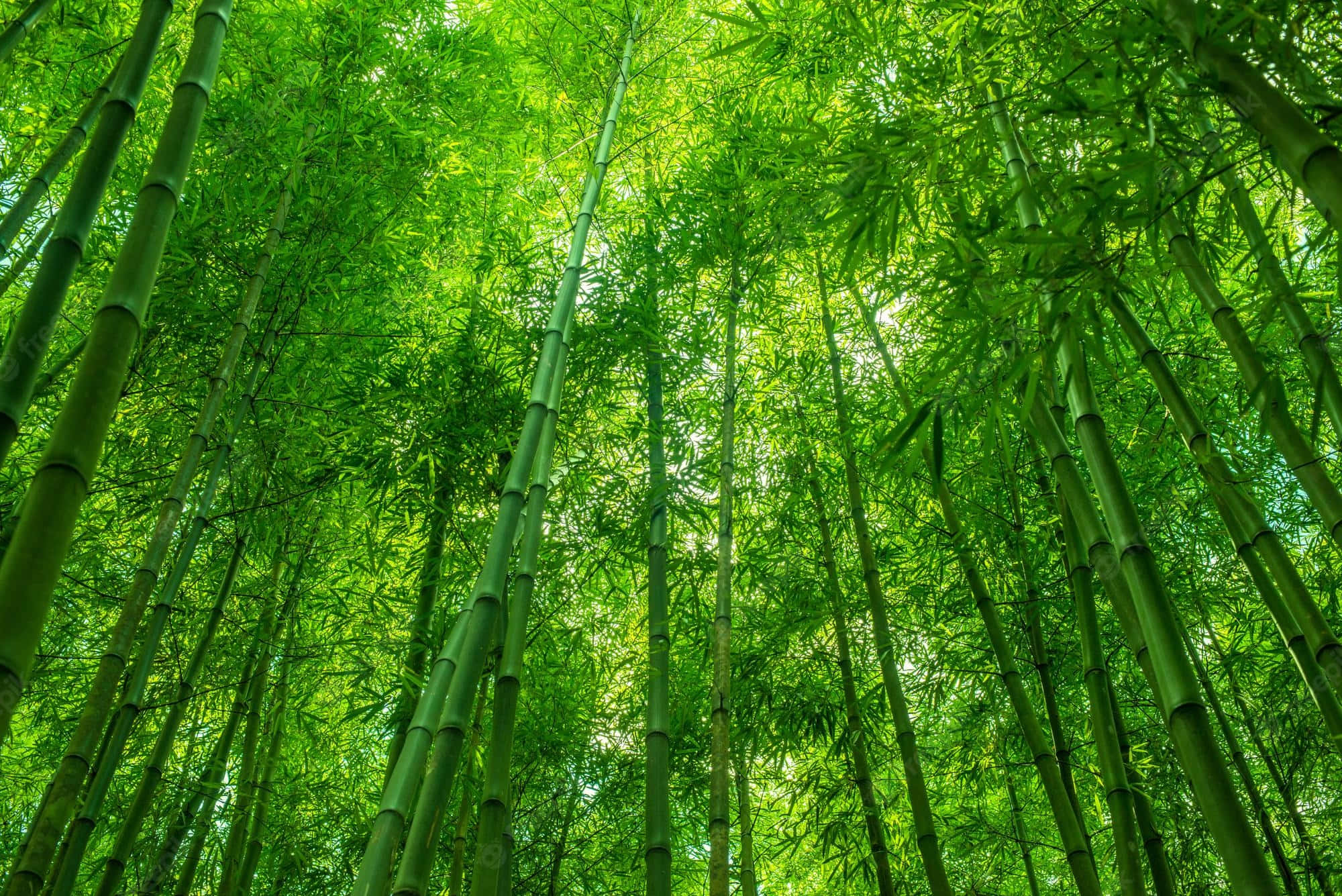 Chinese Bamboo, bamboo stalks, dense canopy, Full HD Desktop Wallpaper