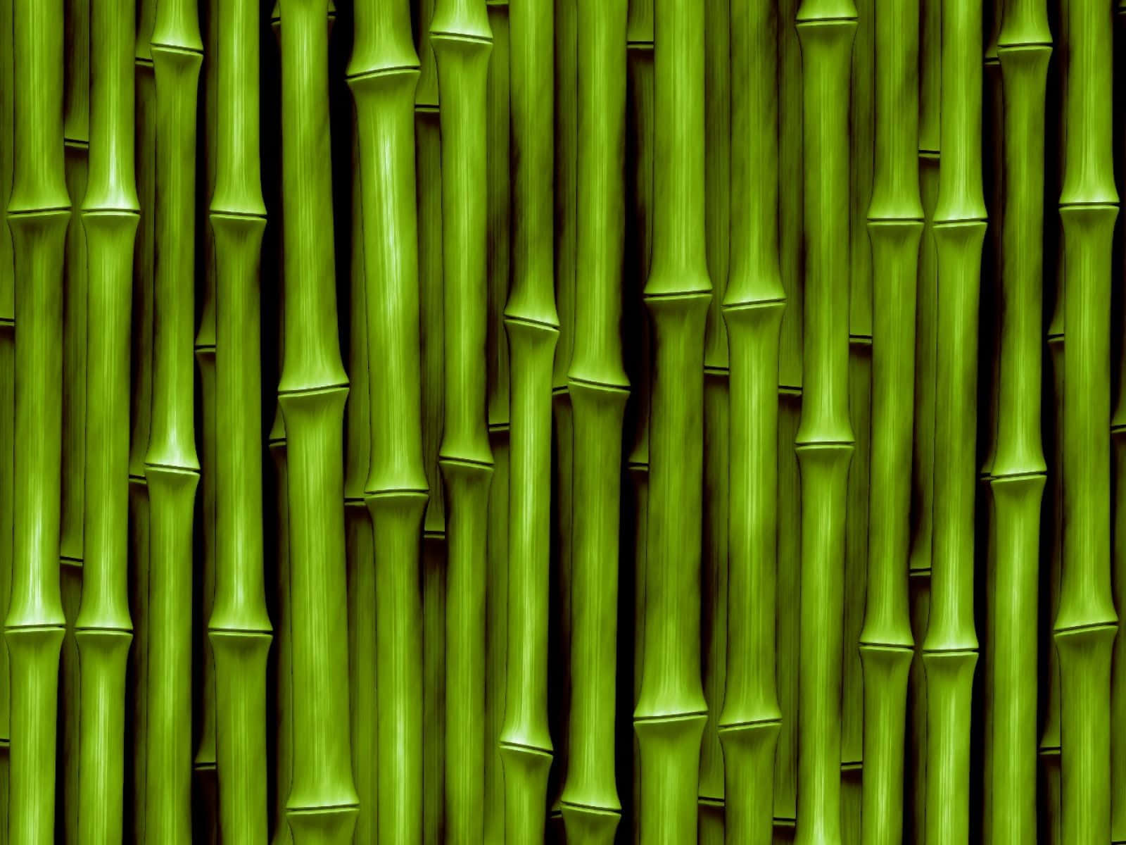 Chinese Bamboo, bamboo stalks, vibrant green, HD Desktop Wallpaper