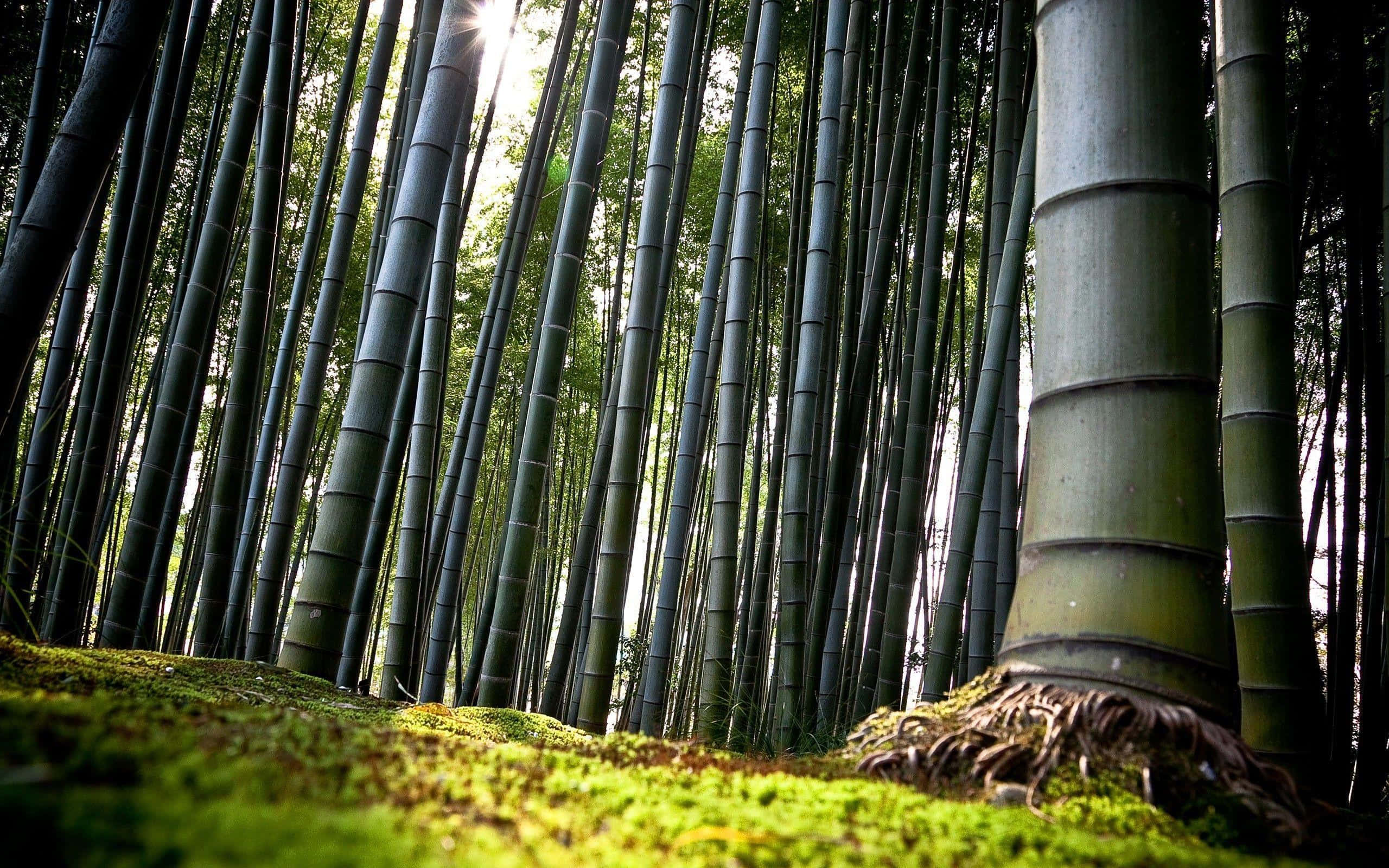 Chinese Bamboo, towering bamboo stalks, dappled light, 2K Desktop Wallpaper