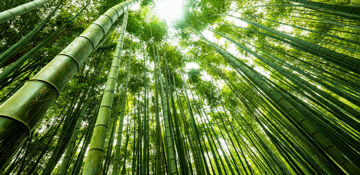 Chinese Bamboo, bamboo forest, green forest, HD Desktop Wallpaper