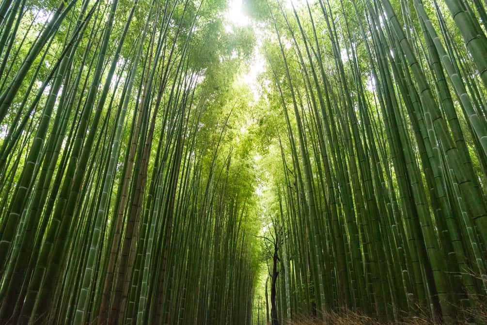 Chinese Bamboo, bamboo stalks, cathedral-like canopy, SD Desktop Wallpaper