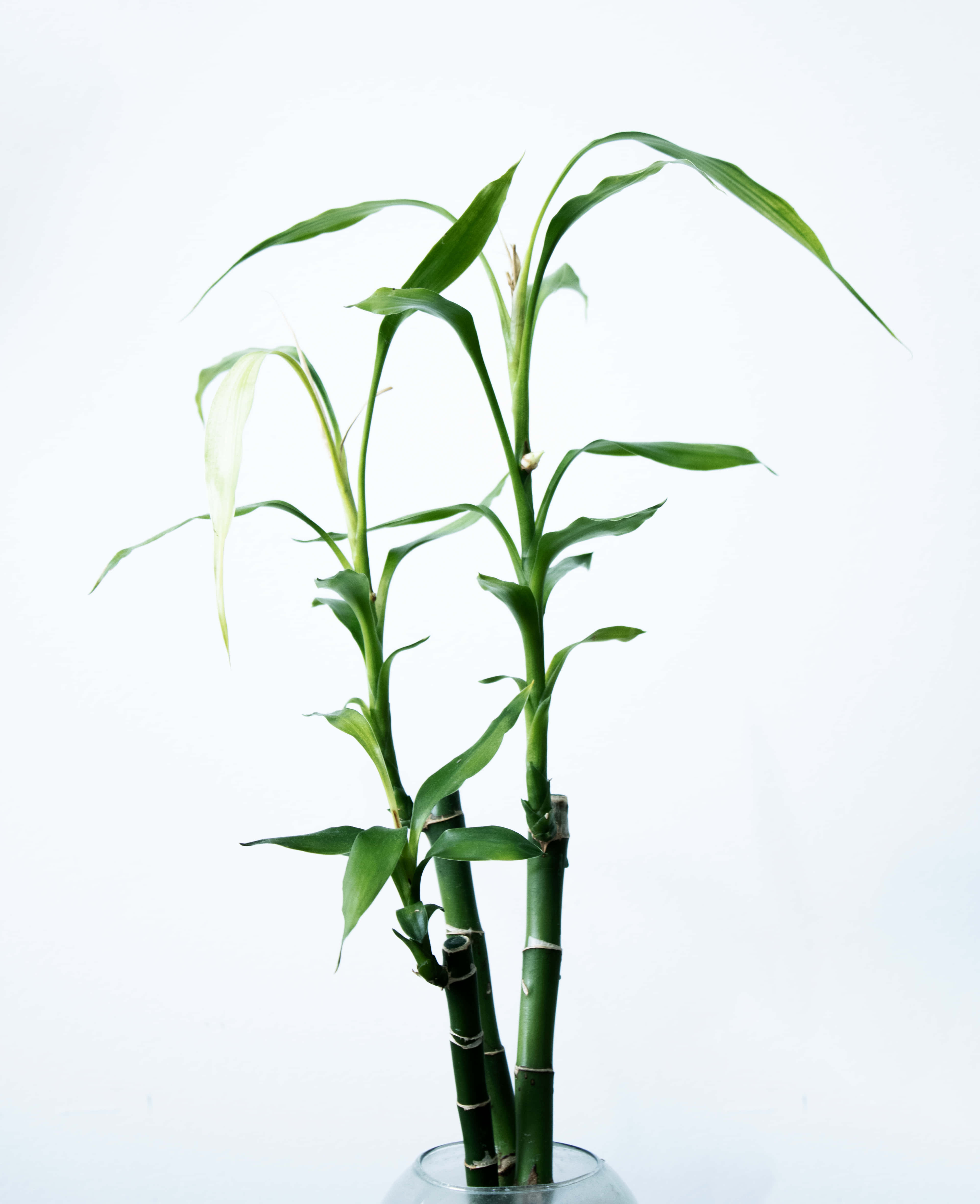 Chinese Bamboo, lucky bamboo, clear glass vase, 4K Phone Wallpaper