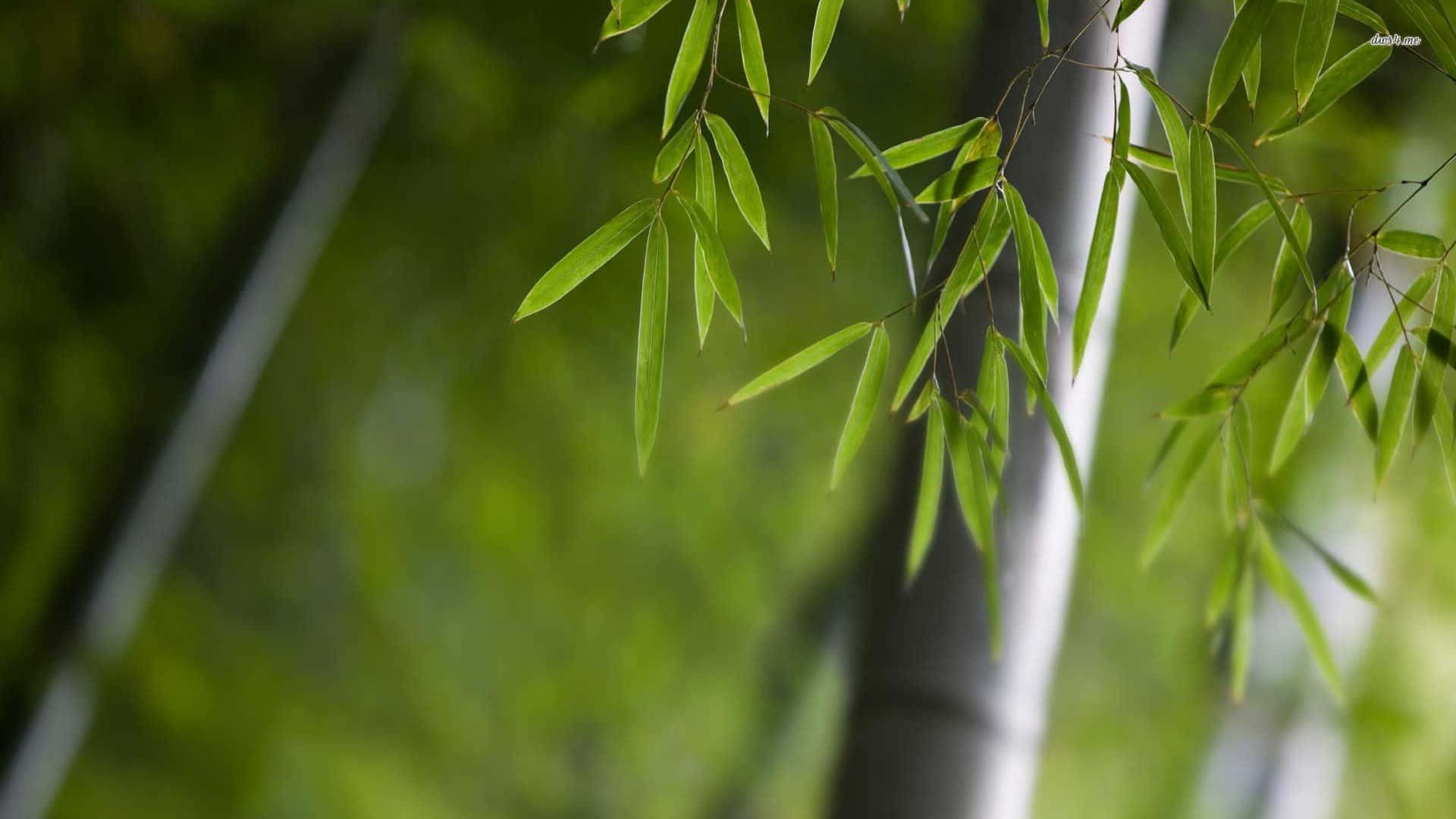 bamboo desktop, small leaves of bamboo, delicate green bamboo leaves, Full HD Desktop Wallpaper