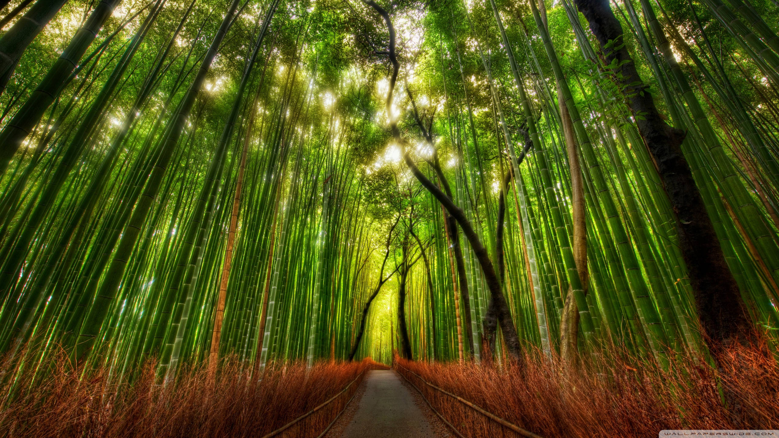 tall chinese bamboo, 4K forest, winding path, 2K Desktop Wallpaper
