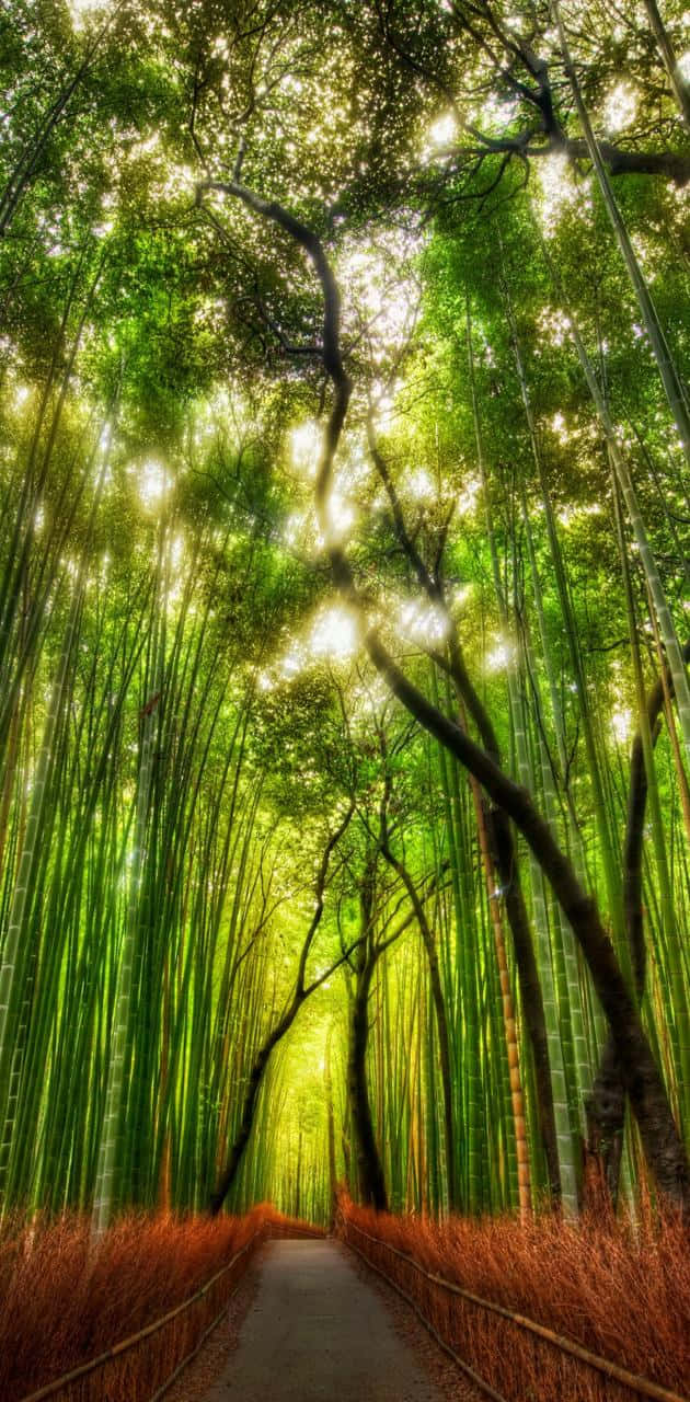bamboo forest, tadao tadao, sunlight, HD Phone Wallpaper